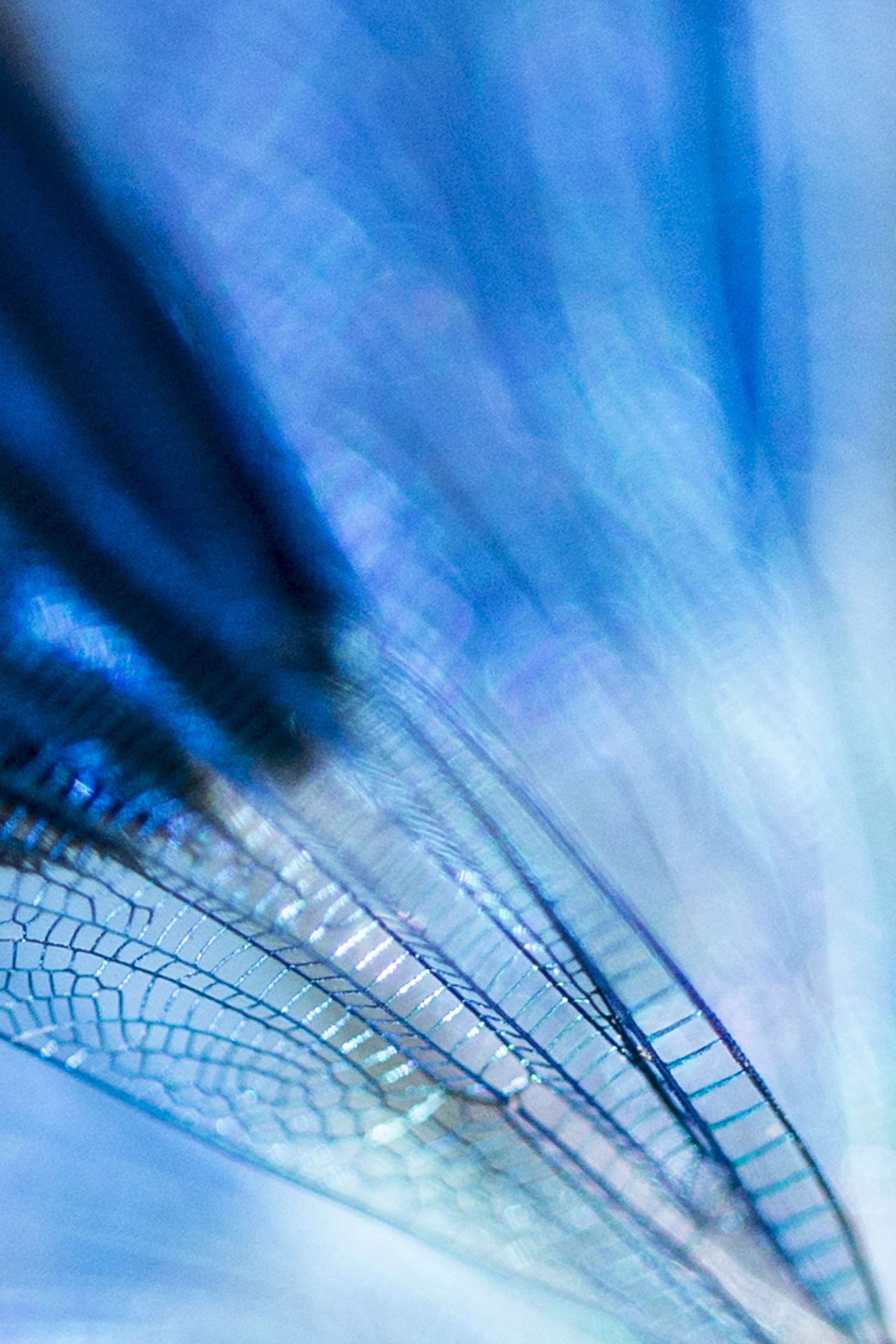 Gilles Martins photograph of a banded demoiselle (calopteryx splendens), France