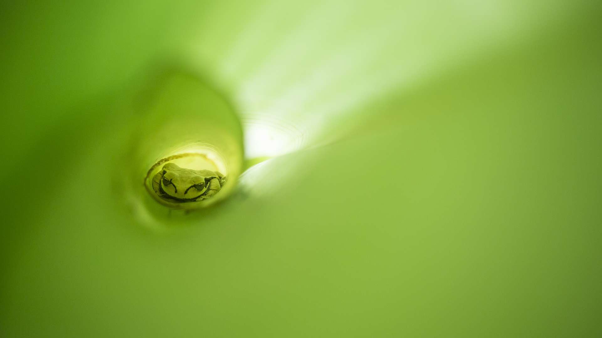 Gilles Martin's photograph of a tree frog in Costa Rica