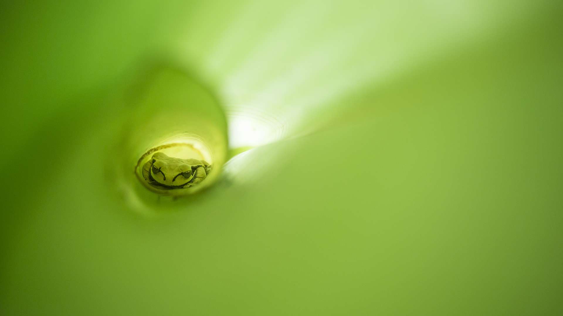 Photographie de Gilles Martin : rainette du Costa Rica