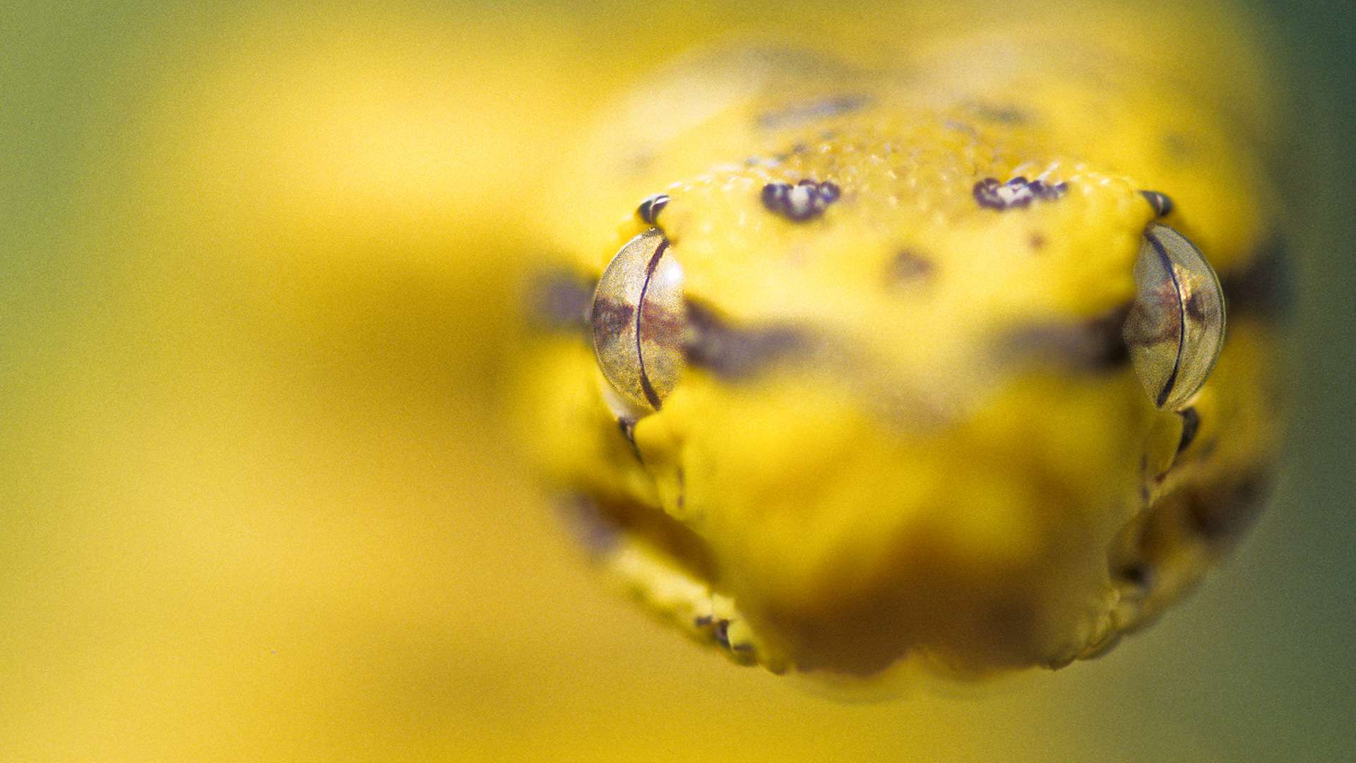 Gilles Martin's photograph of green tree python from Australia