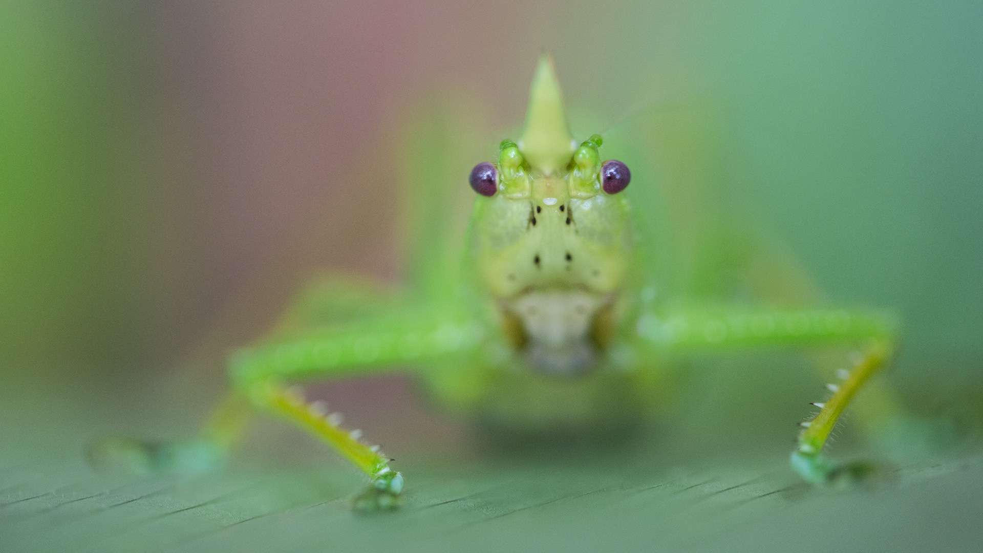 Photographie de Gilles Martin d'une sauterelle du Costa Rica