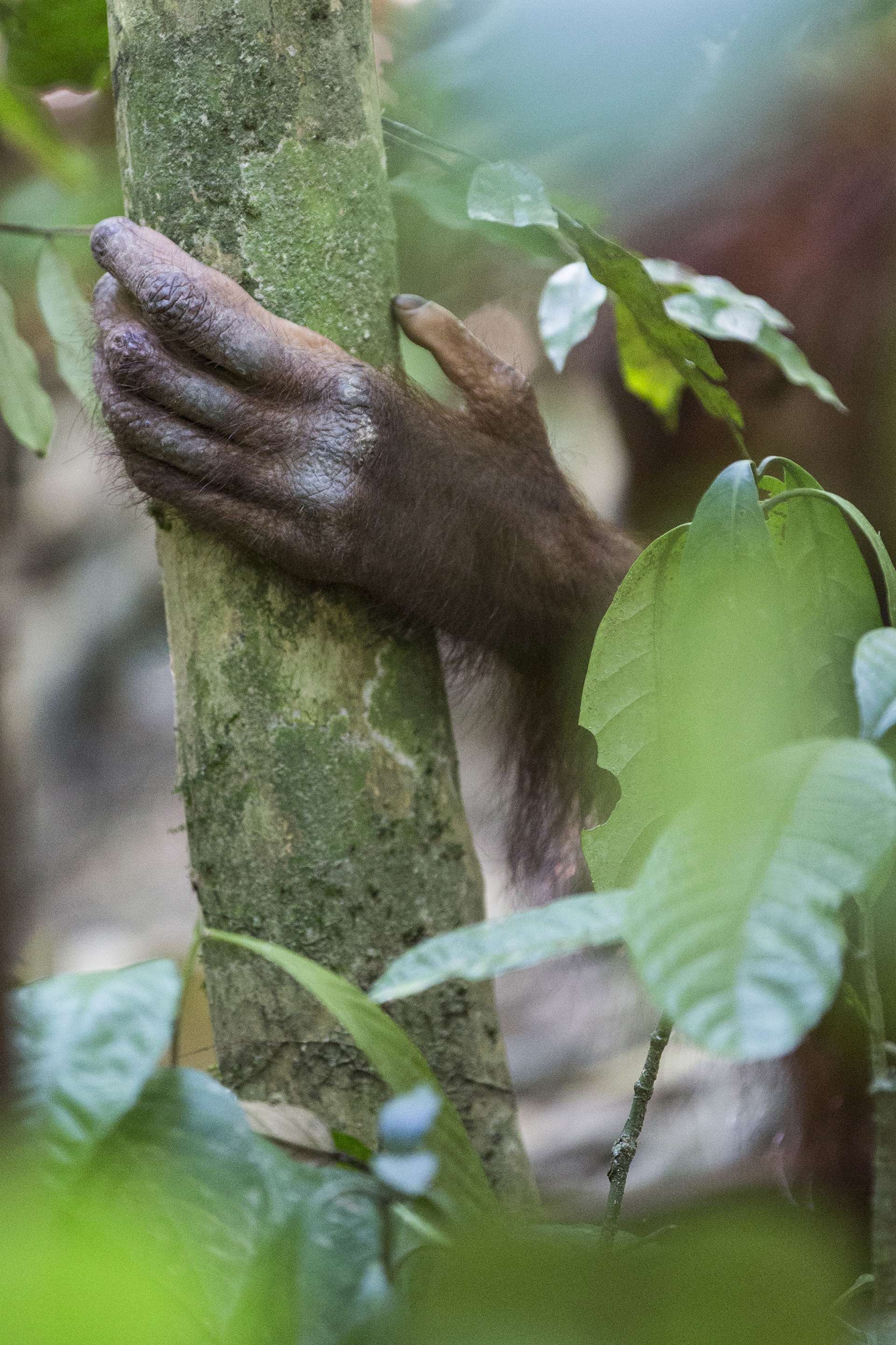 Photographie de Gilles Martin d'un orang-outan à Bornéo