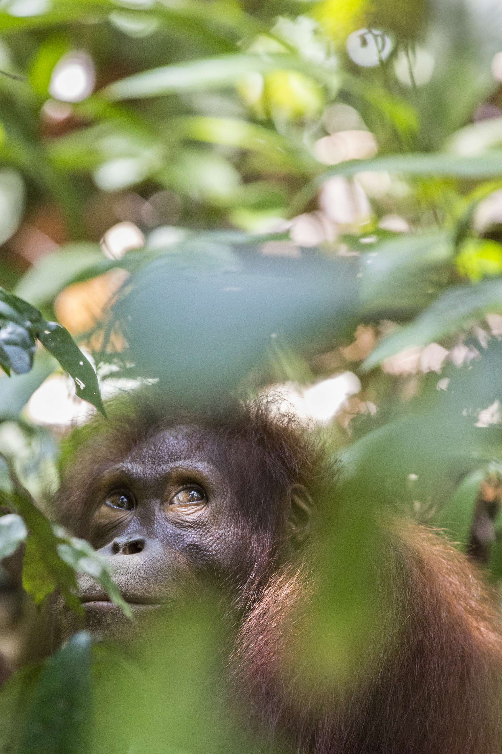Photographie de Gilles Martin d'un orang-outan à Bornéo