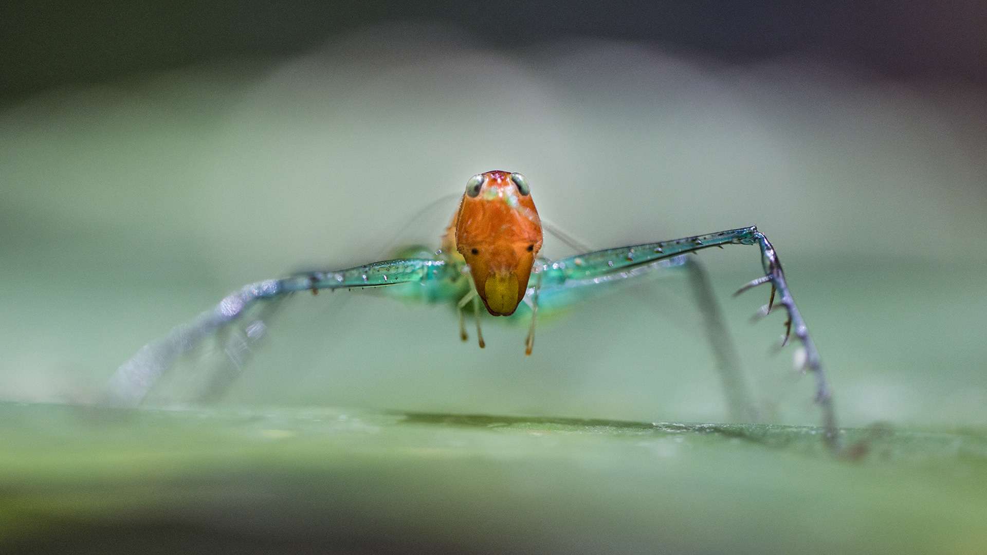 Photographie de Gilles Martin d'une sauterelle du Costa Rica