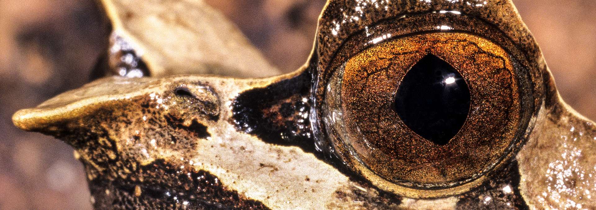 Photographie de Gilles Martin d'un crapaud à cornes de Malaisie