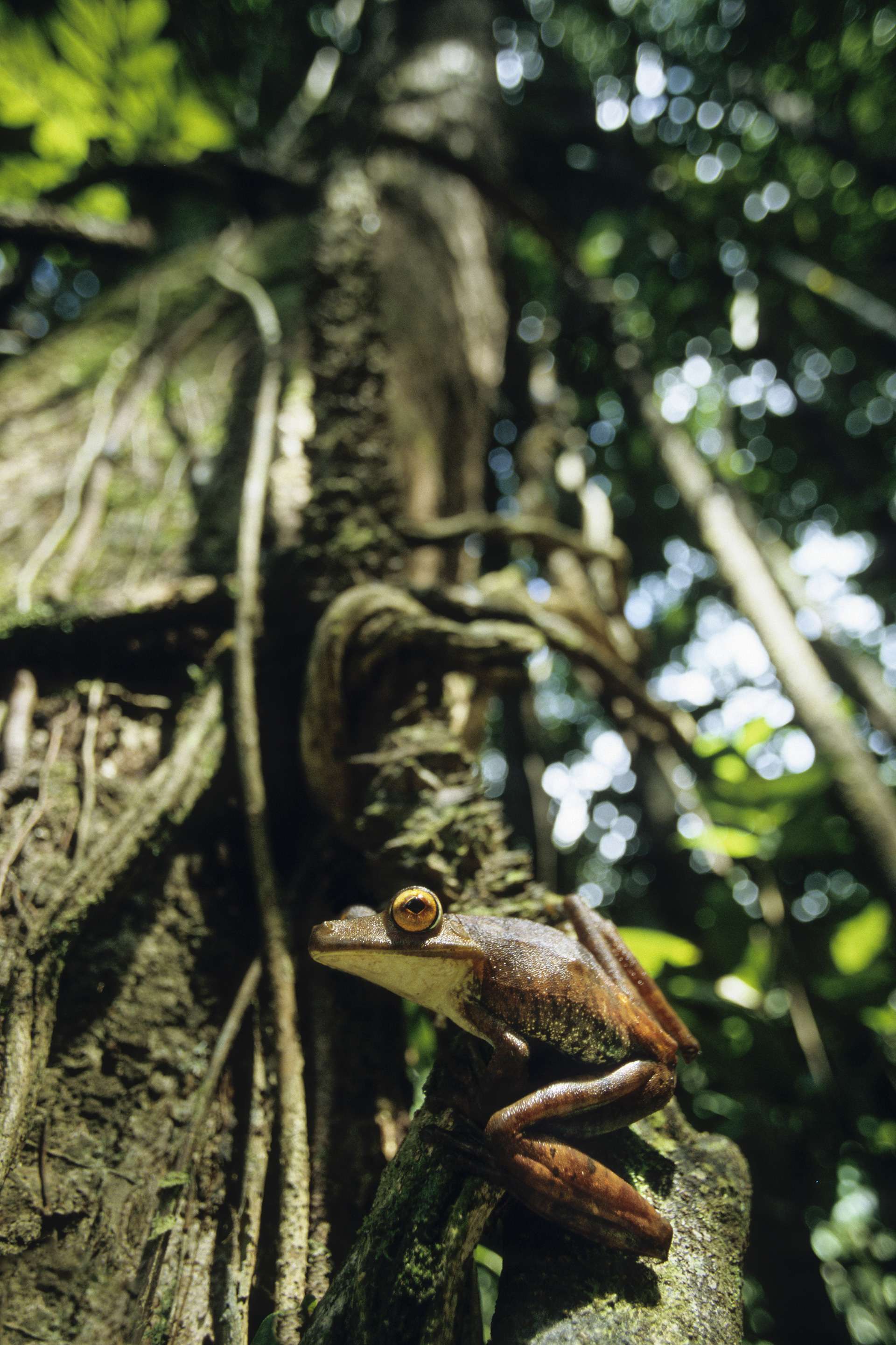 Photographie de Gilles Martin d'une rainette de Guyane française