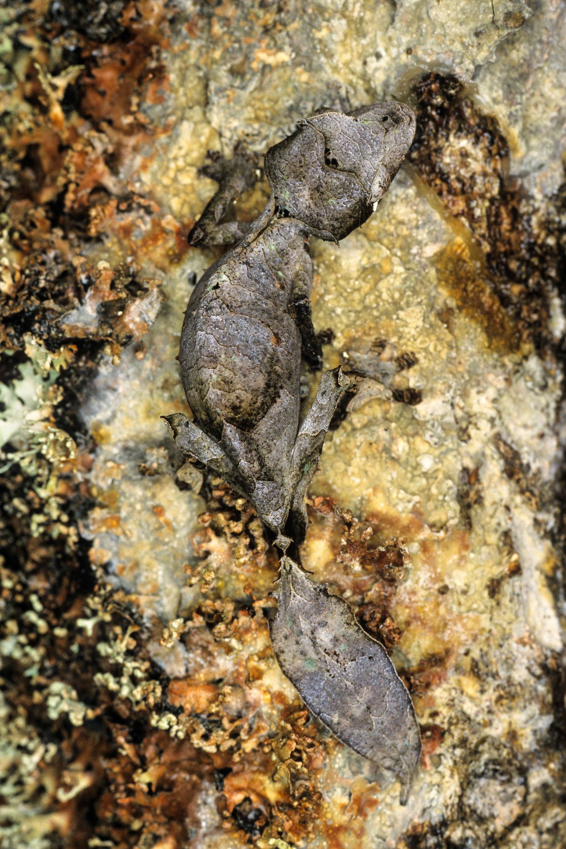 Gilles Martin's photograph of a gekkota from Madagascar