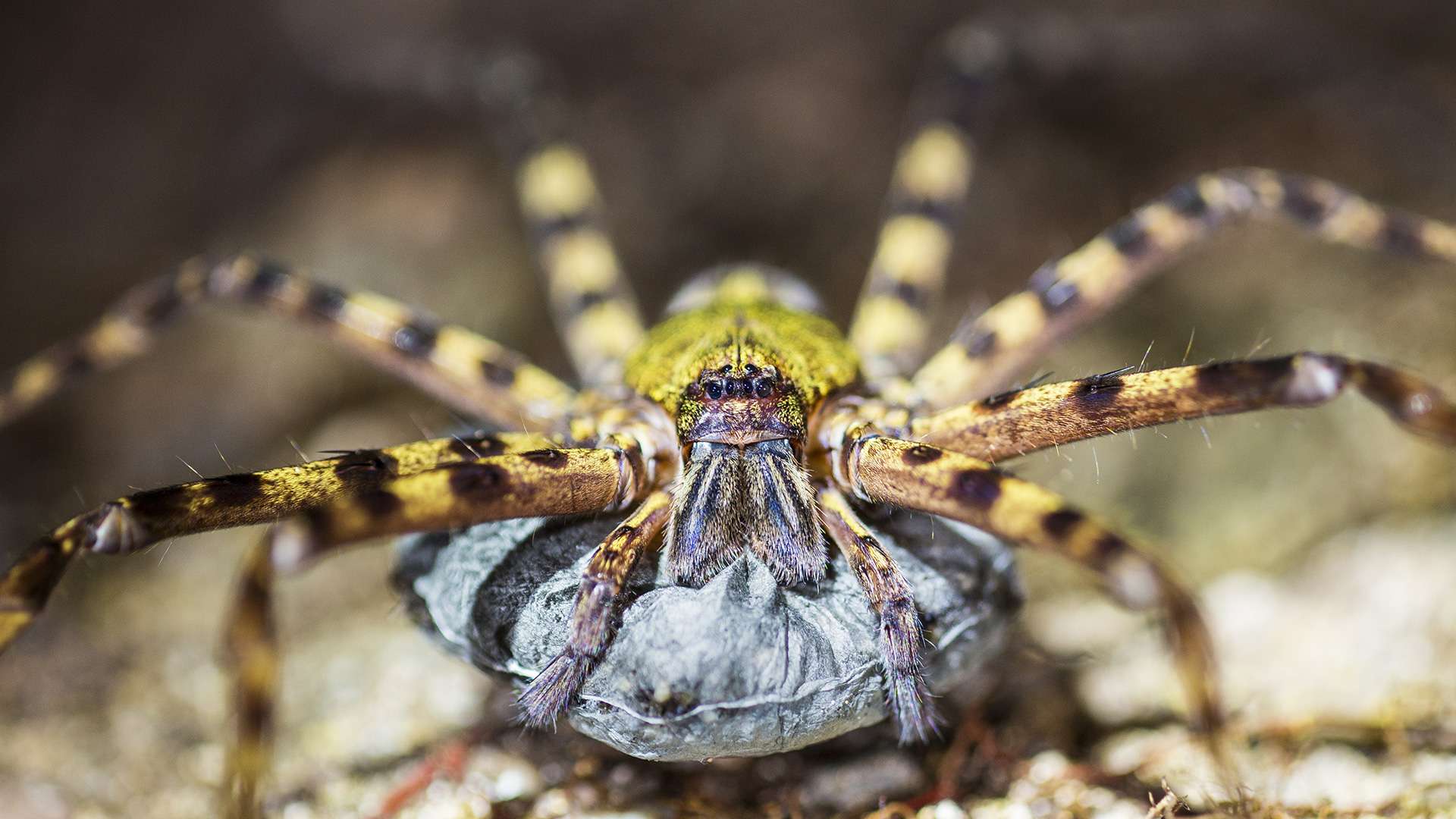 Photographie de Gilles Martin d'une araignée à Bornéo