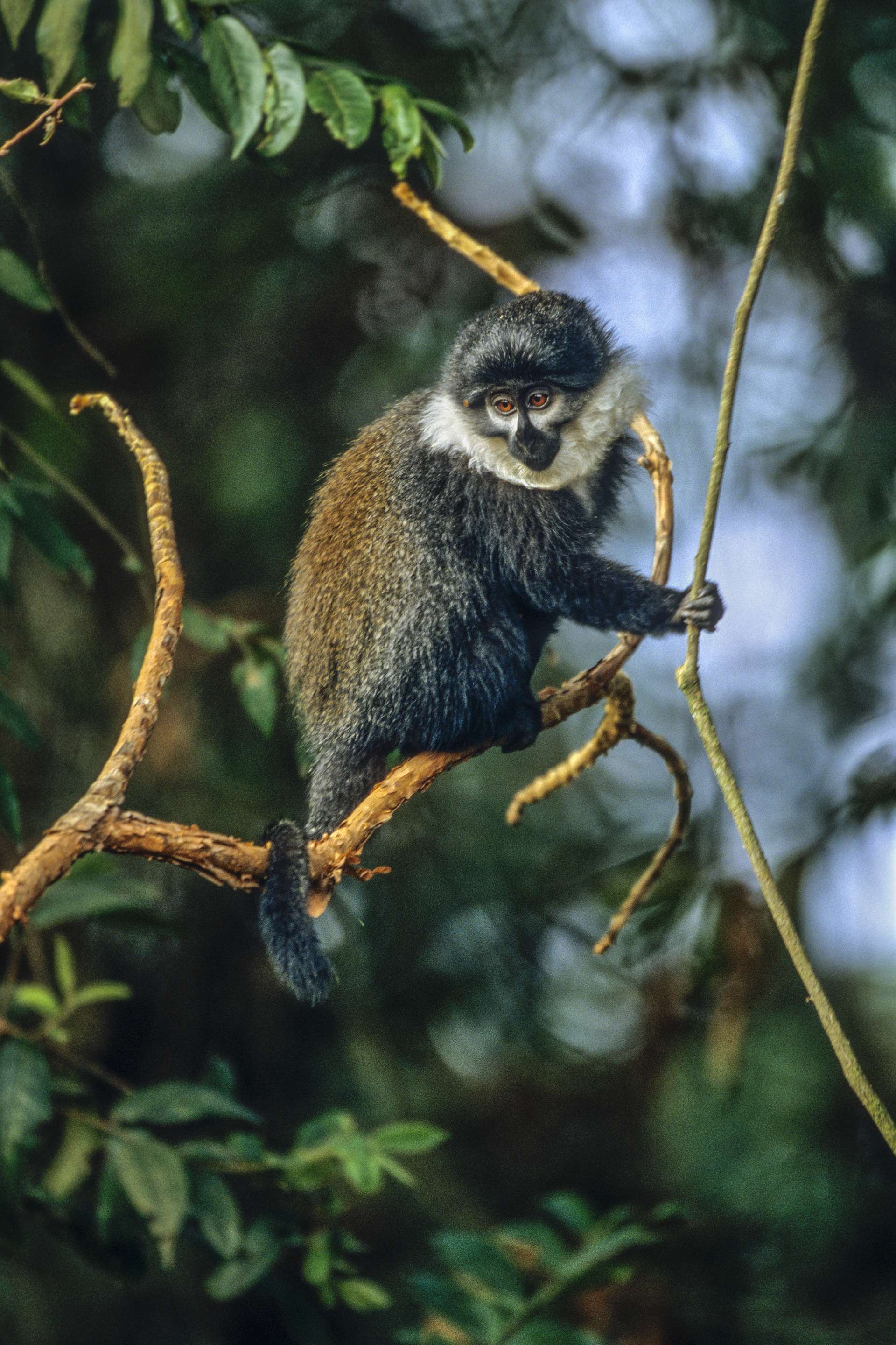 Gilles Martin's photograph of a L'Hoest's mokey from Rwanda