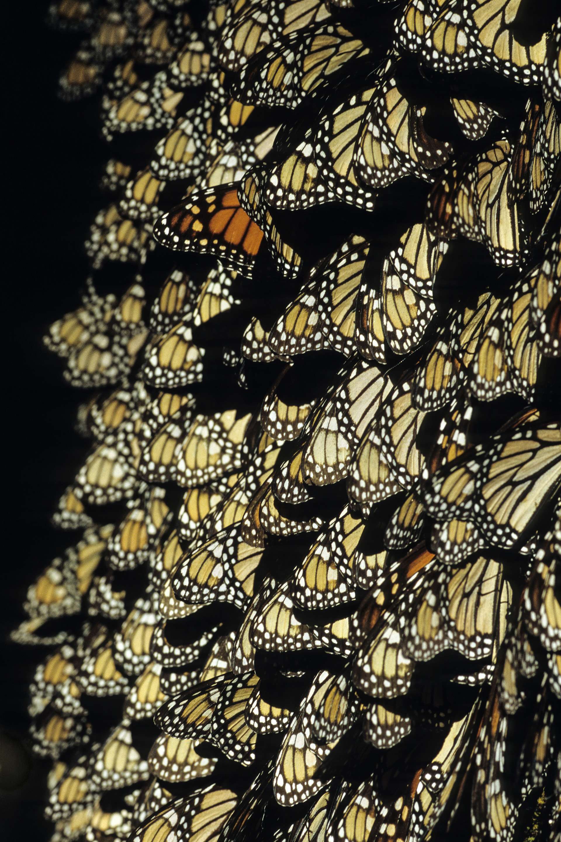 Gilles Martin's photograph of a monarch butterfly from Mexico