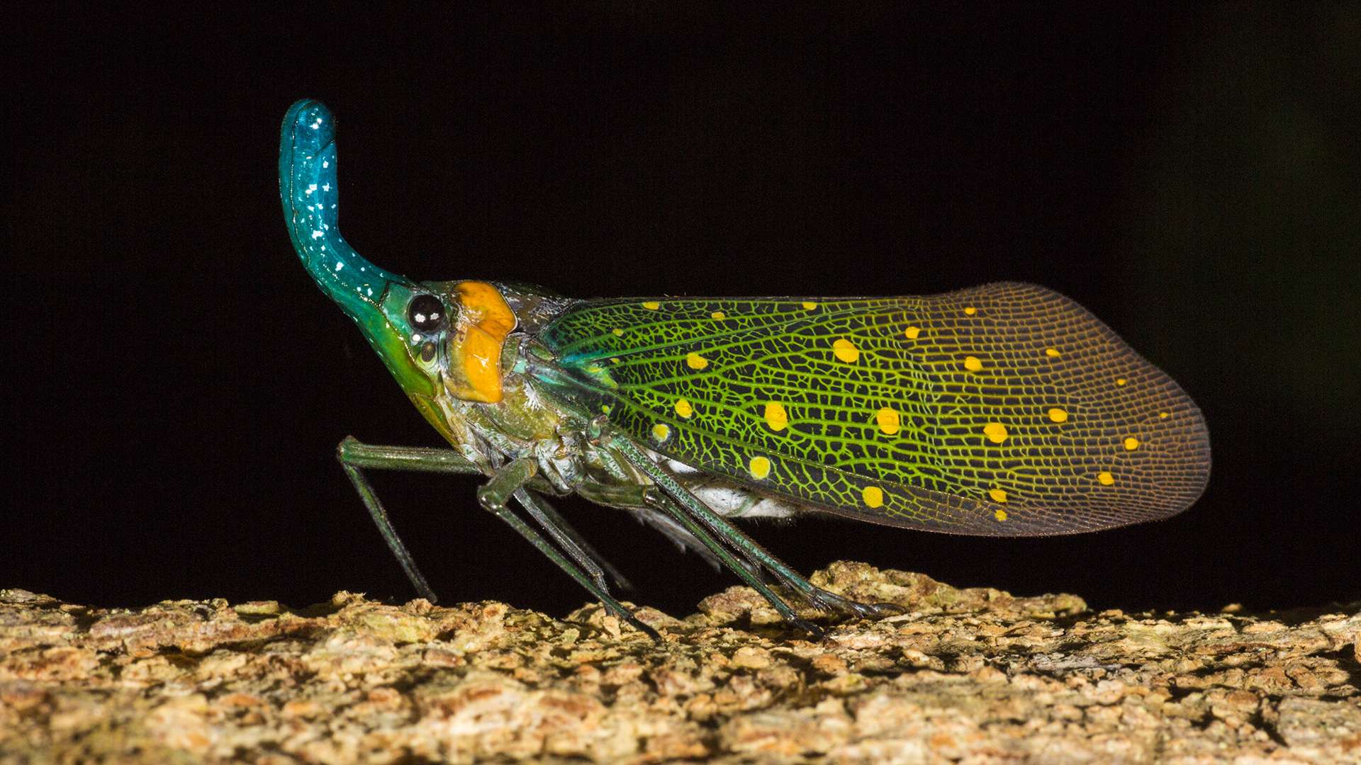 Gilles Martin's photograph of a pyrops from Borneo