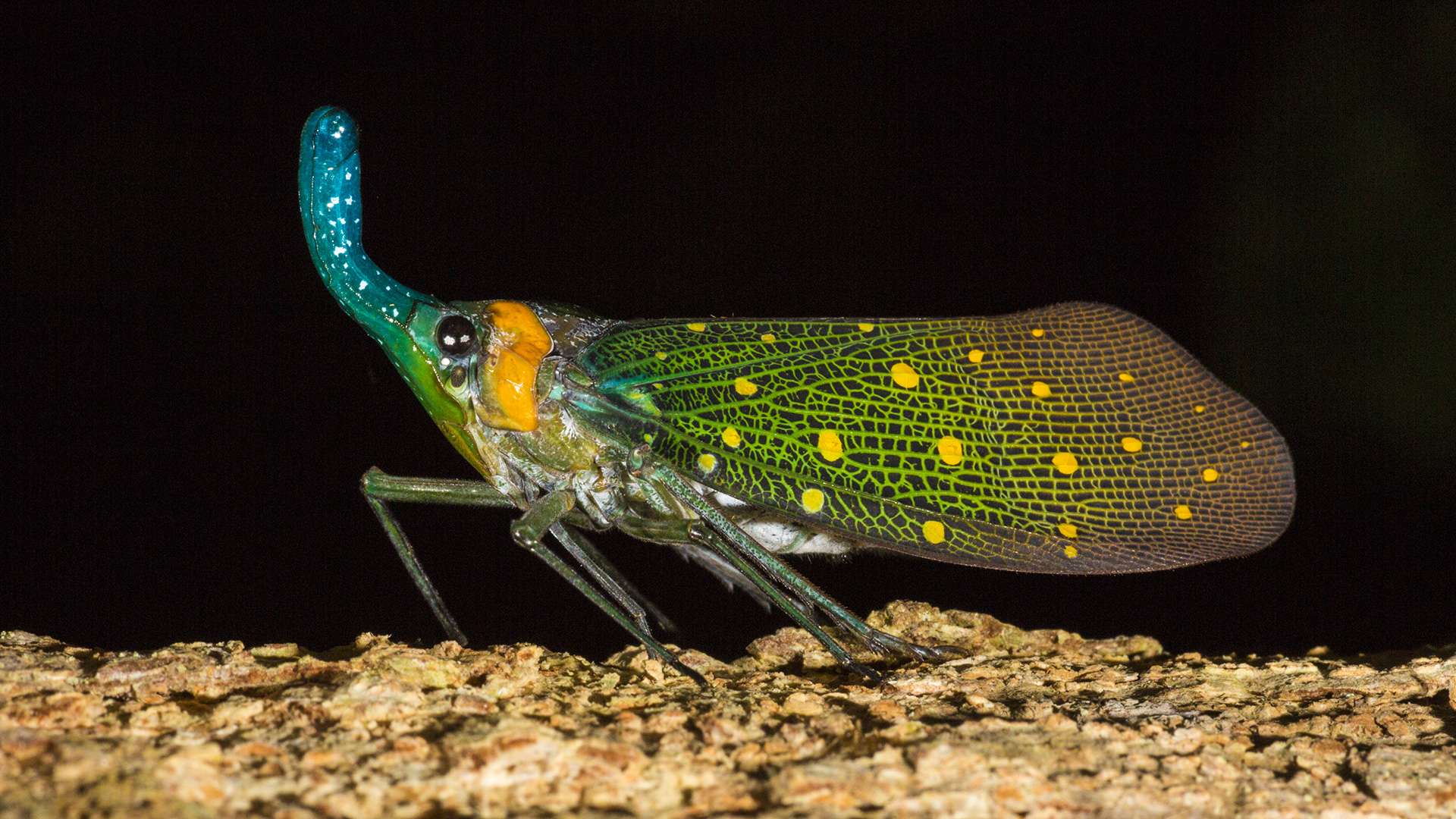 Photographie de Gilles Martin d'un pyrops à Bornéo