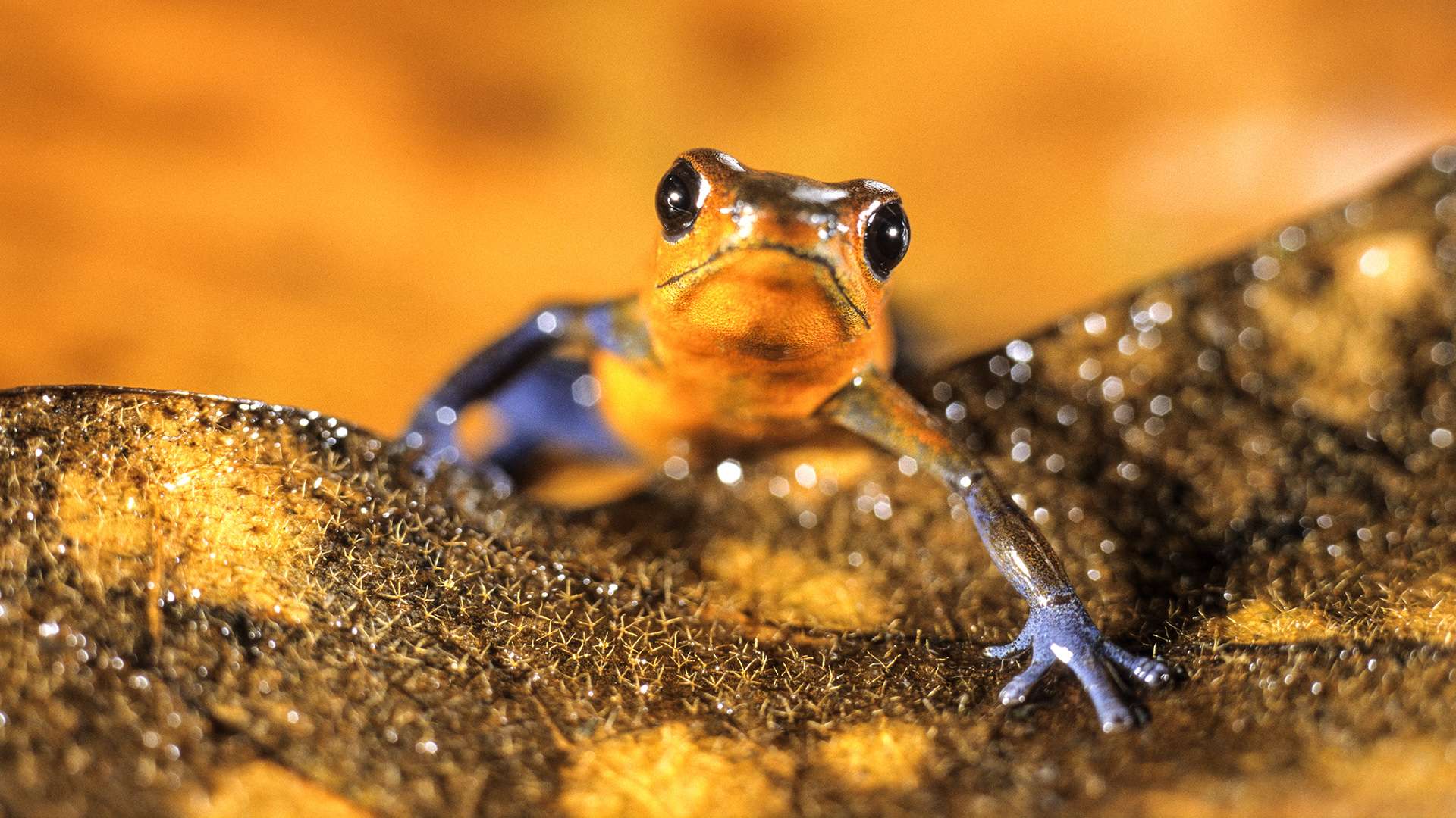 Gilles Martin's photograph of a strawberry poison-dart frog from Costa Rica