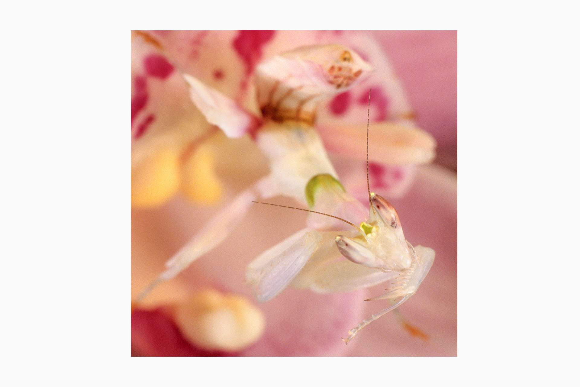 Photographie de Gilles Martin de mante orchidée de Malaisie