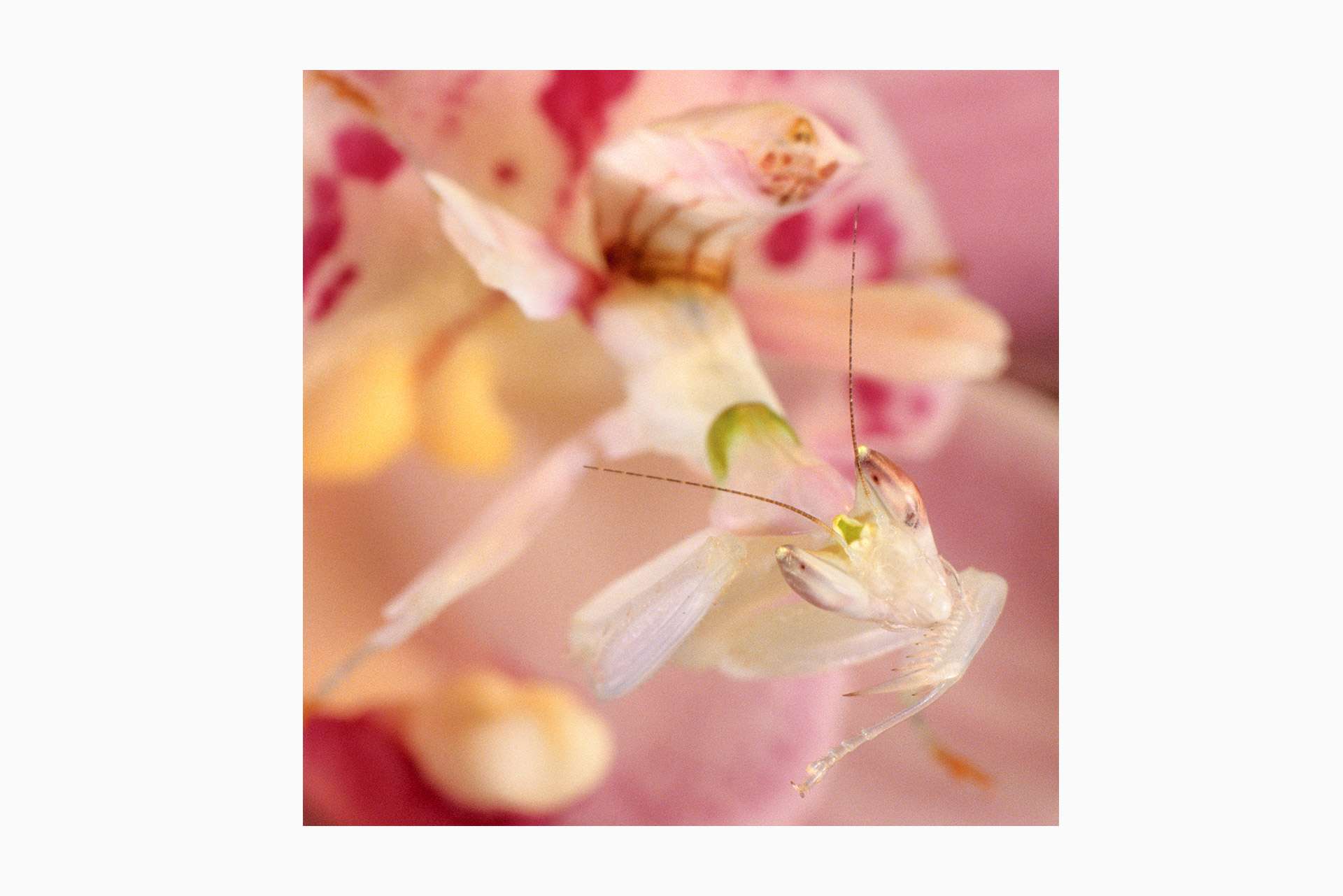 Gilles Martin's photograph of a hymenopus coronatus, also called H. bicornis mantis from Malaysia