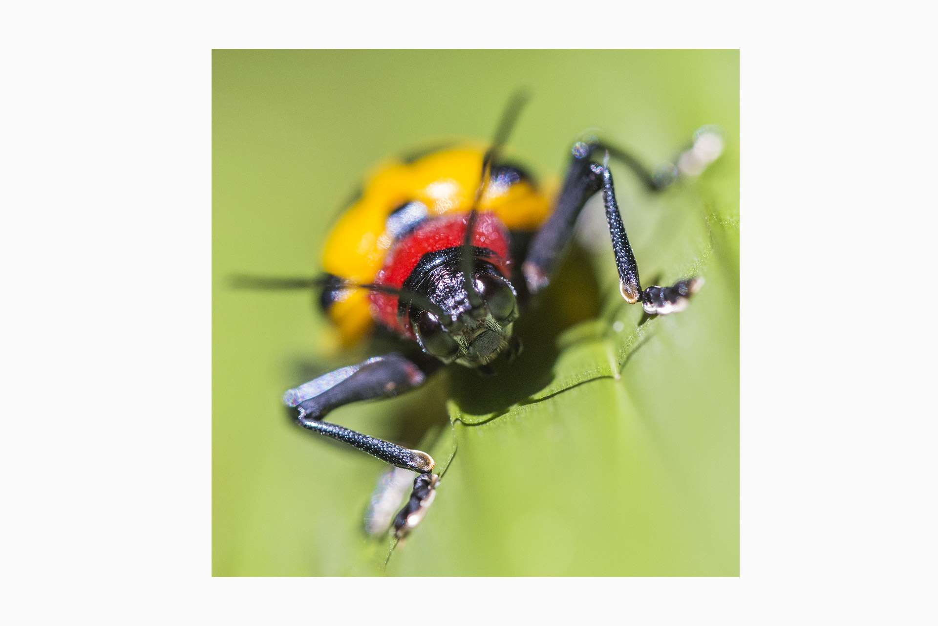 Photographie de Gilles Martin de coléoptère du Costa Rica