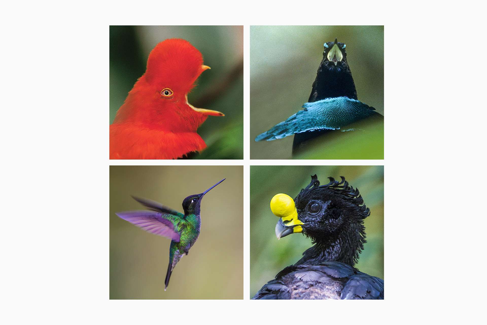 Gilles Martin's photo-montage from Tropical rainforest 