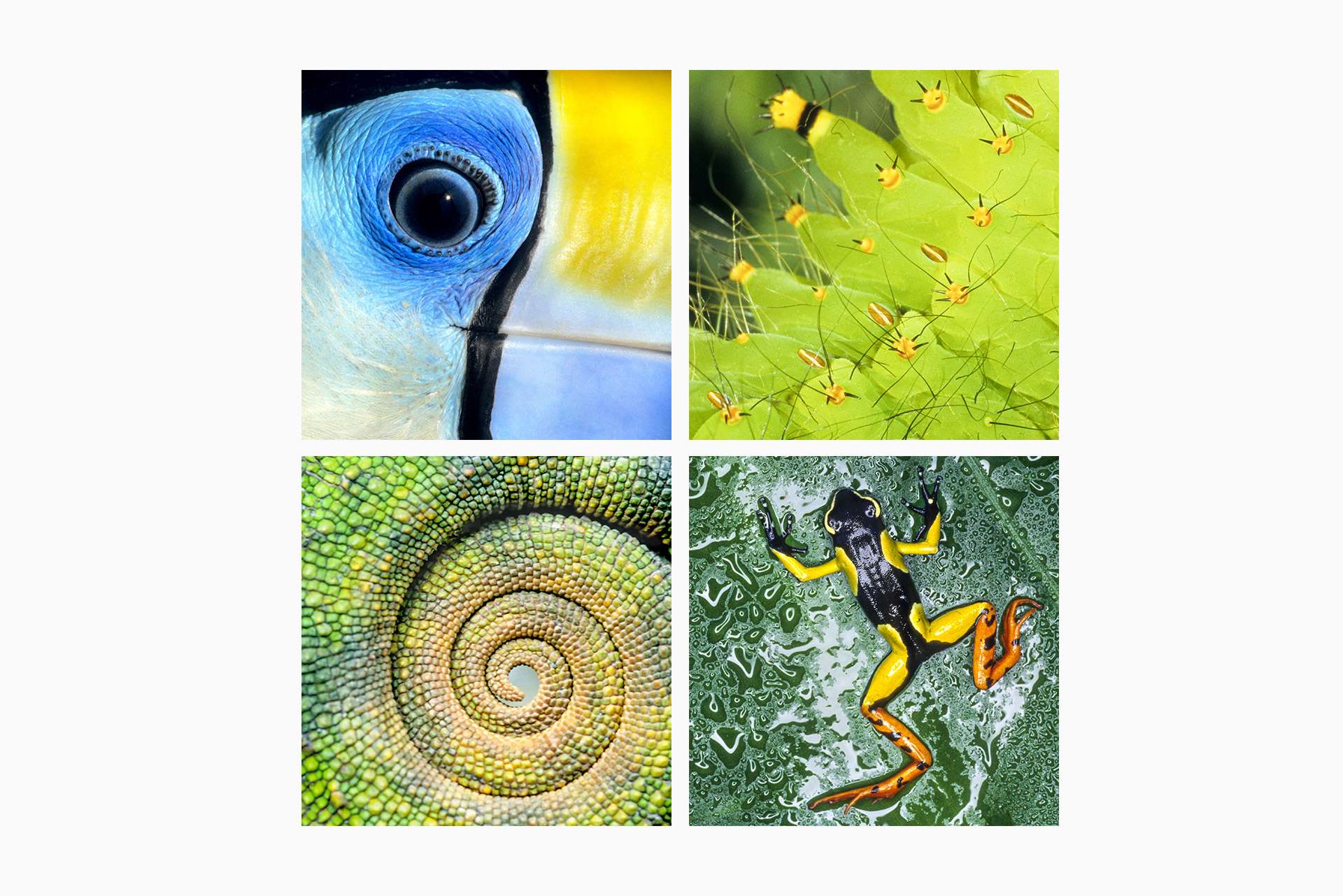 Gilles Martin's photo-montage from Tropical rainforest 