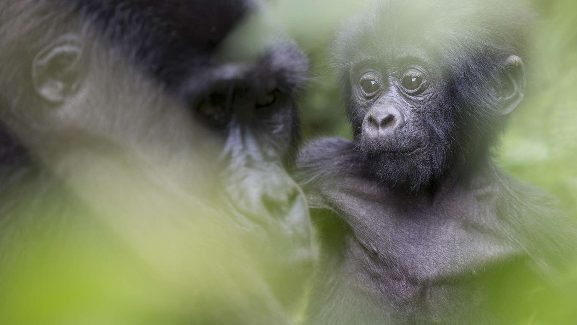 Gilles Martin's photograph of a gorilla from Rwanda