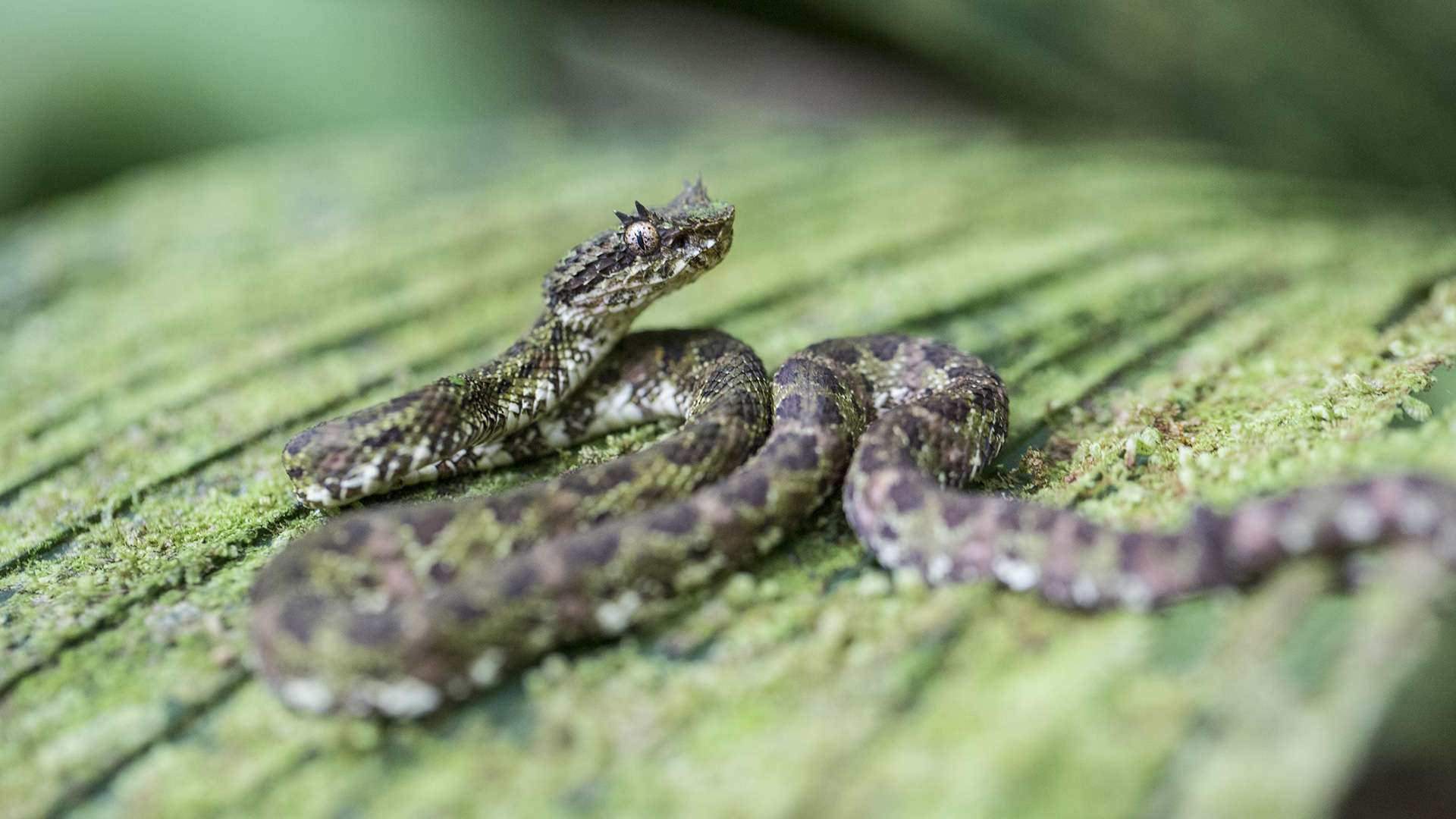 Photographie de Gilles Martin d'une vipère au Costa Rica