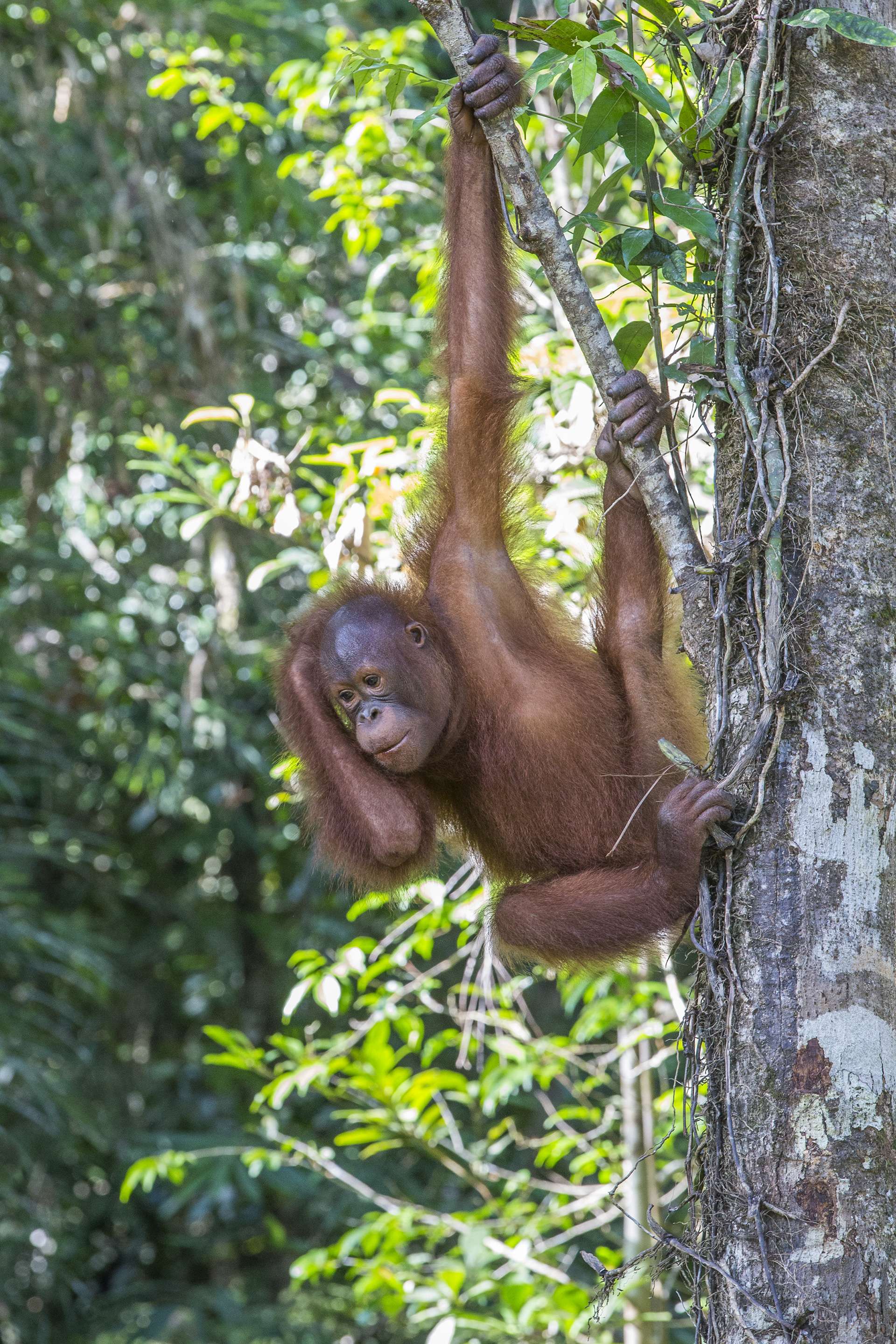 Gilles Martin's photograph of an orangutan from Borneo