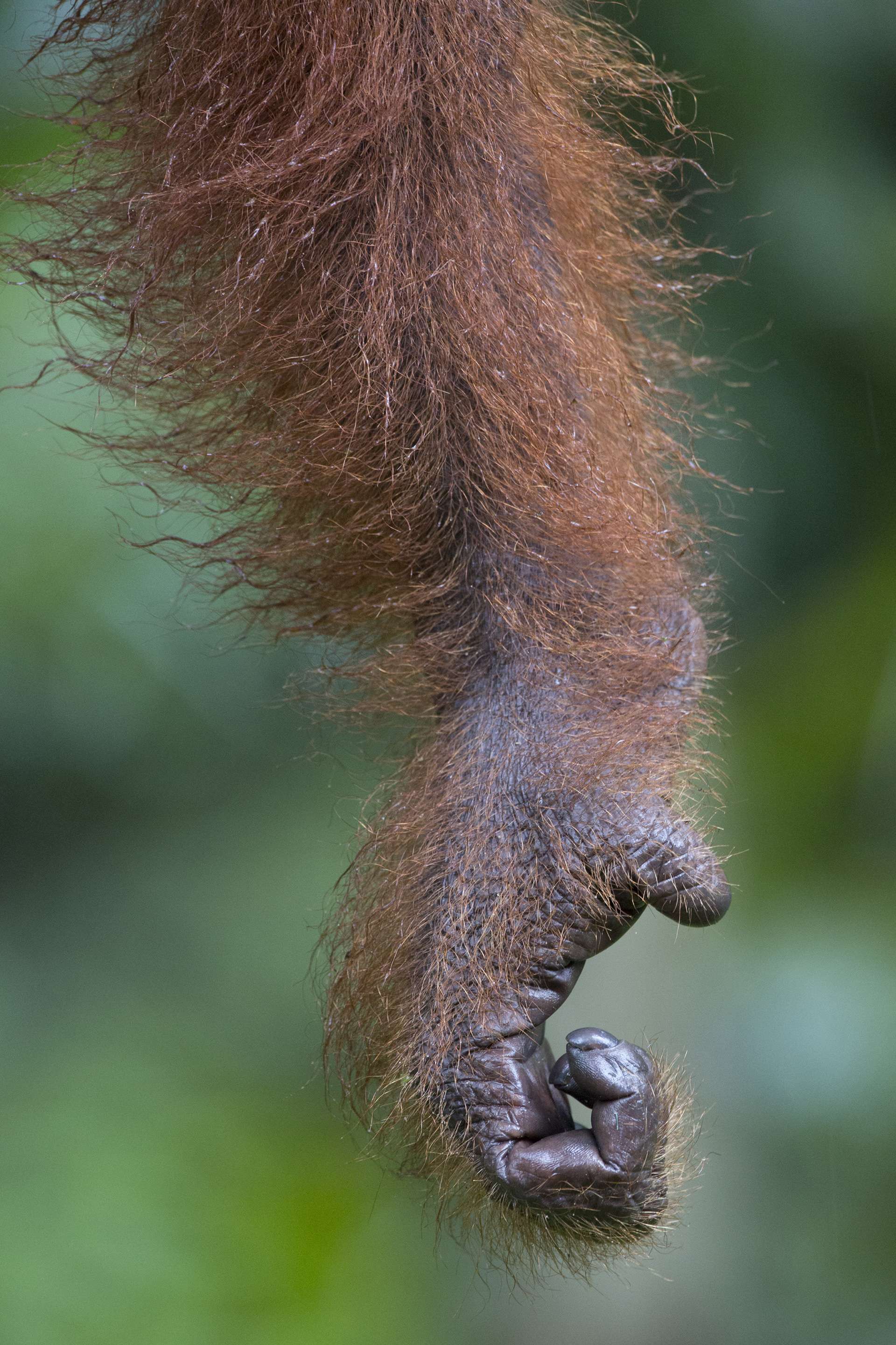 Gilles Martin's photograph of an orangutan from Borneo