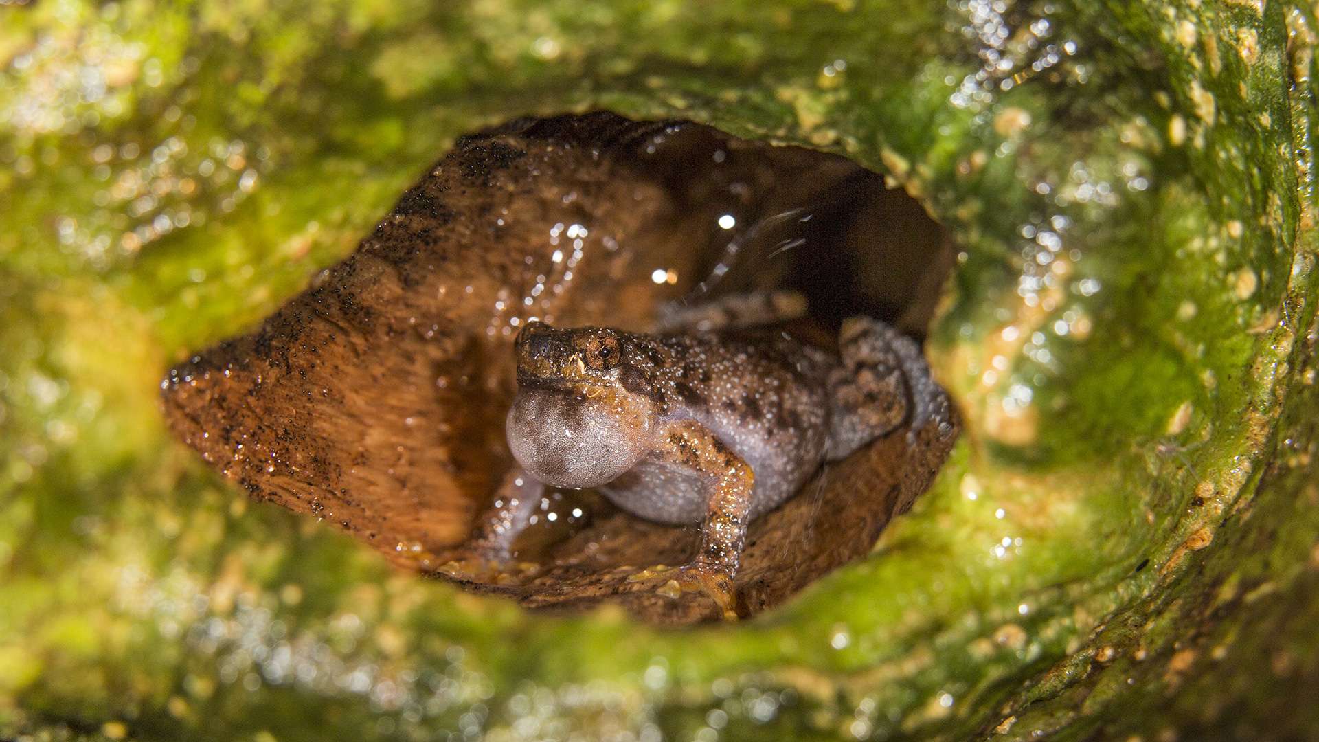 Photographie de Gilles Martin d'une grenouille à Bornéo