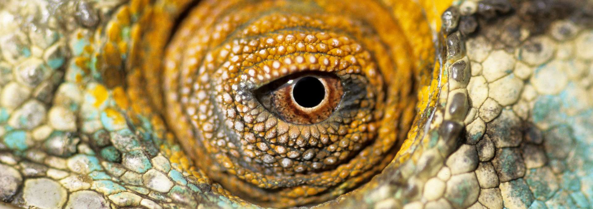 Photographie de Gilles Martin d'un caméléon de Madagascar