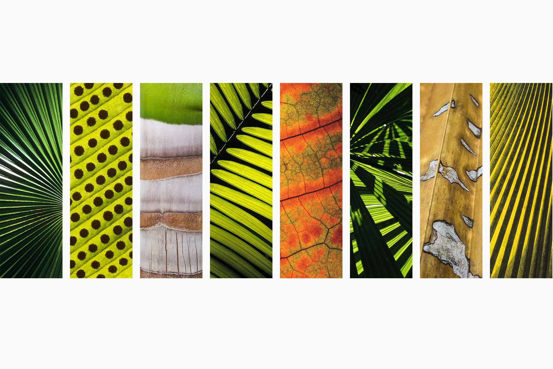 Gilles Martin's photo-montage from Tropical rainforest 