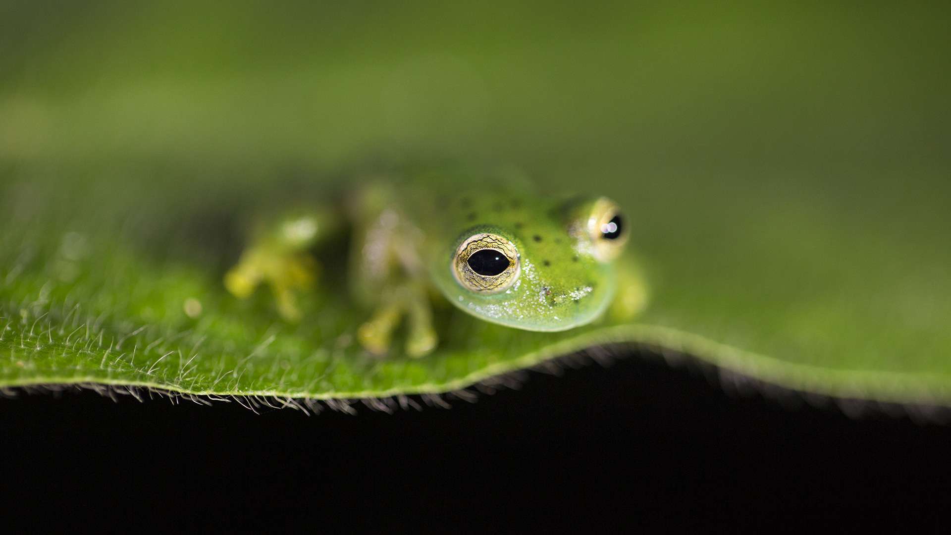 Gilles Martin's photograph of a frog from Costa Rica