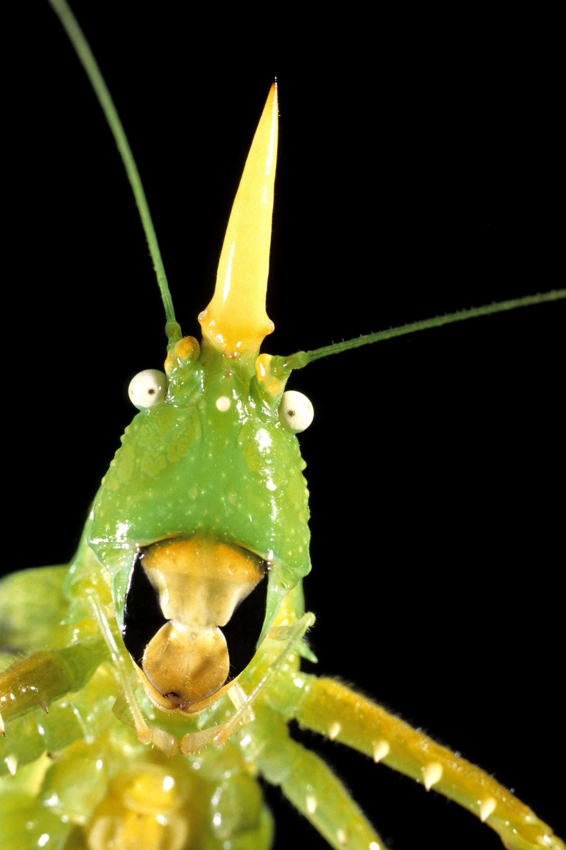 Gilles Martin's photograph of a beetle from Costa Rica