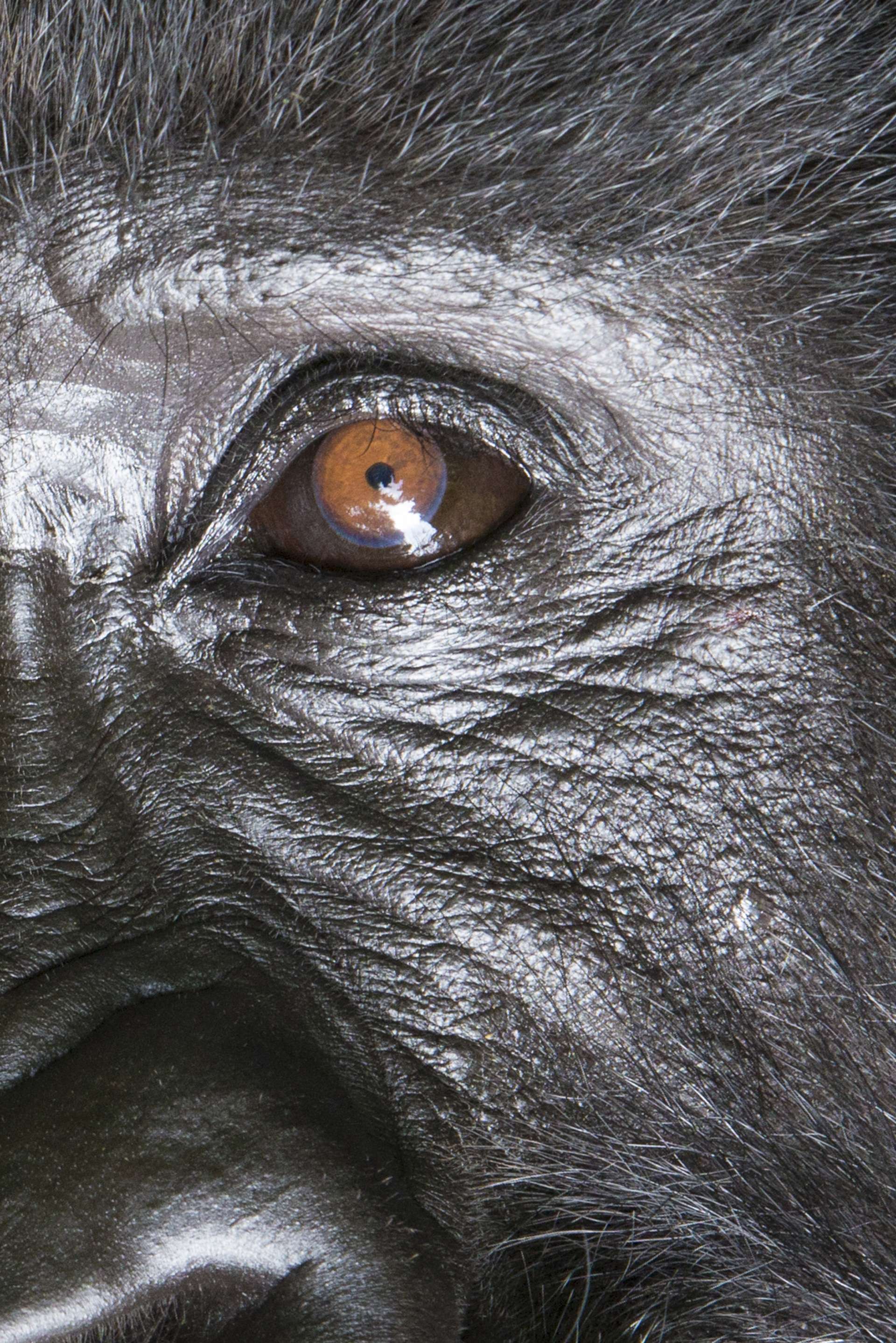 Photographie de Gilles Martin de gorille de montagne au Rwanda