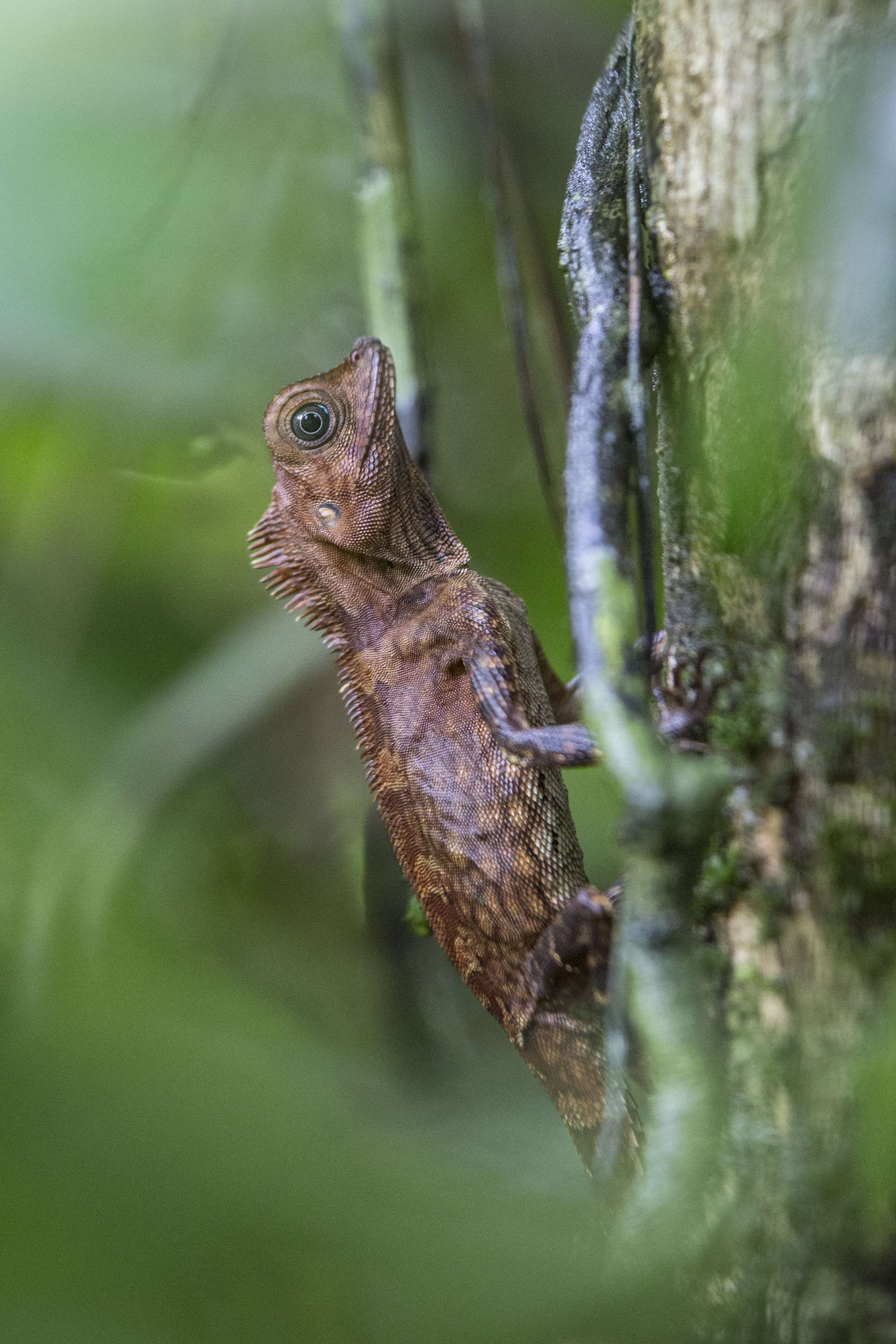 Photographie de Gilles Martin d'un dragon des forêts de Bornéo