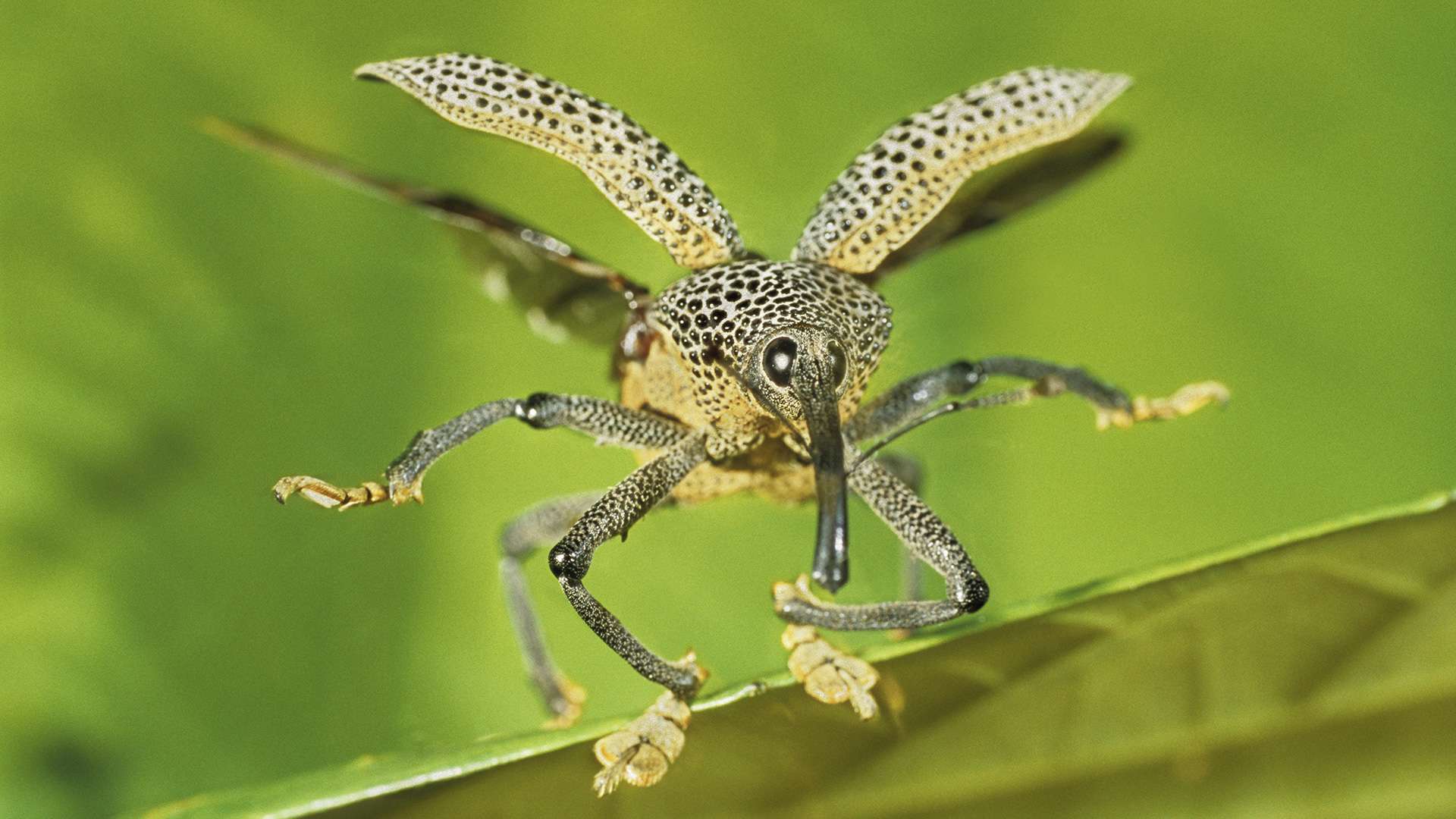 Photographie de Gilles Martin d'un apion du Suriname