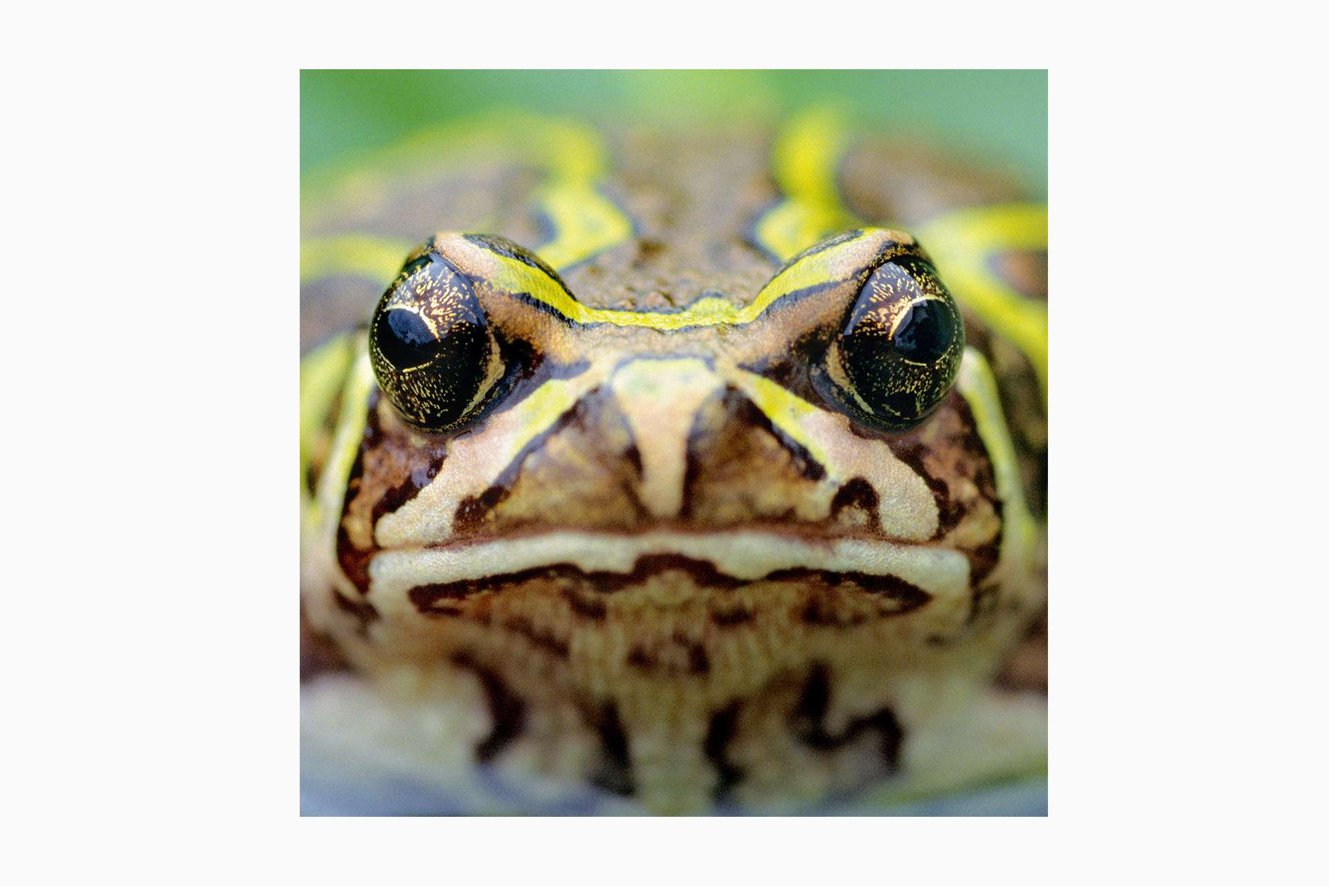 Gilles Martin's photograph of a toad from Madagascar