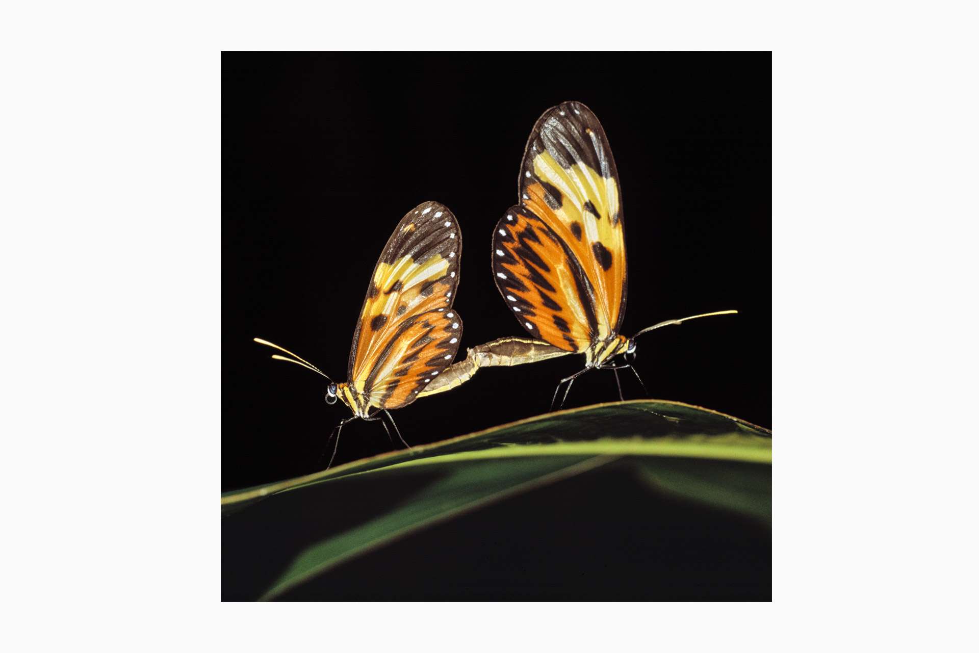 Photographie de Gilles Martin d'un papillon du Suriname