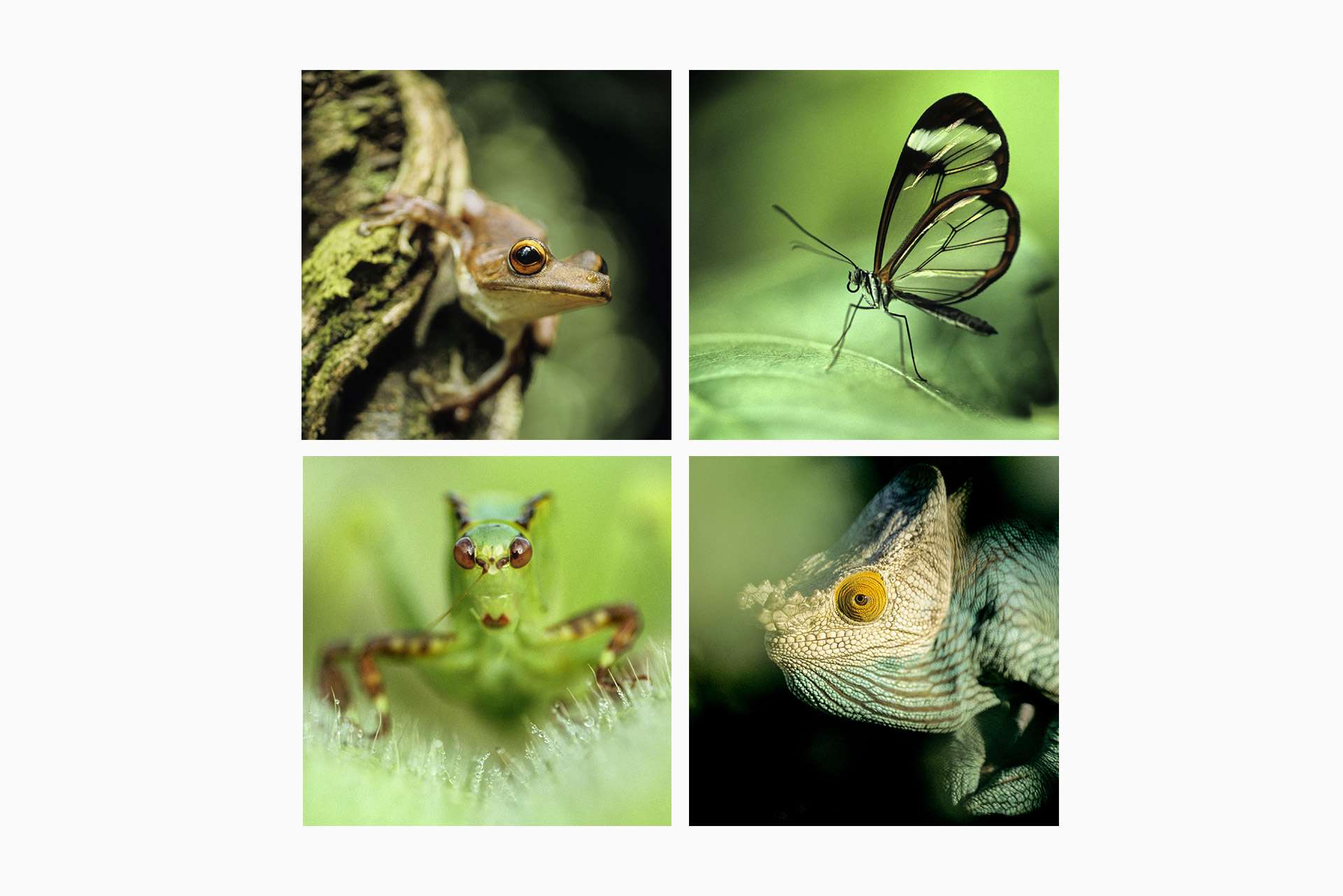 Montage photo de Gilles Martin pour le portfolio Forêts tropicales