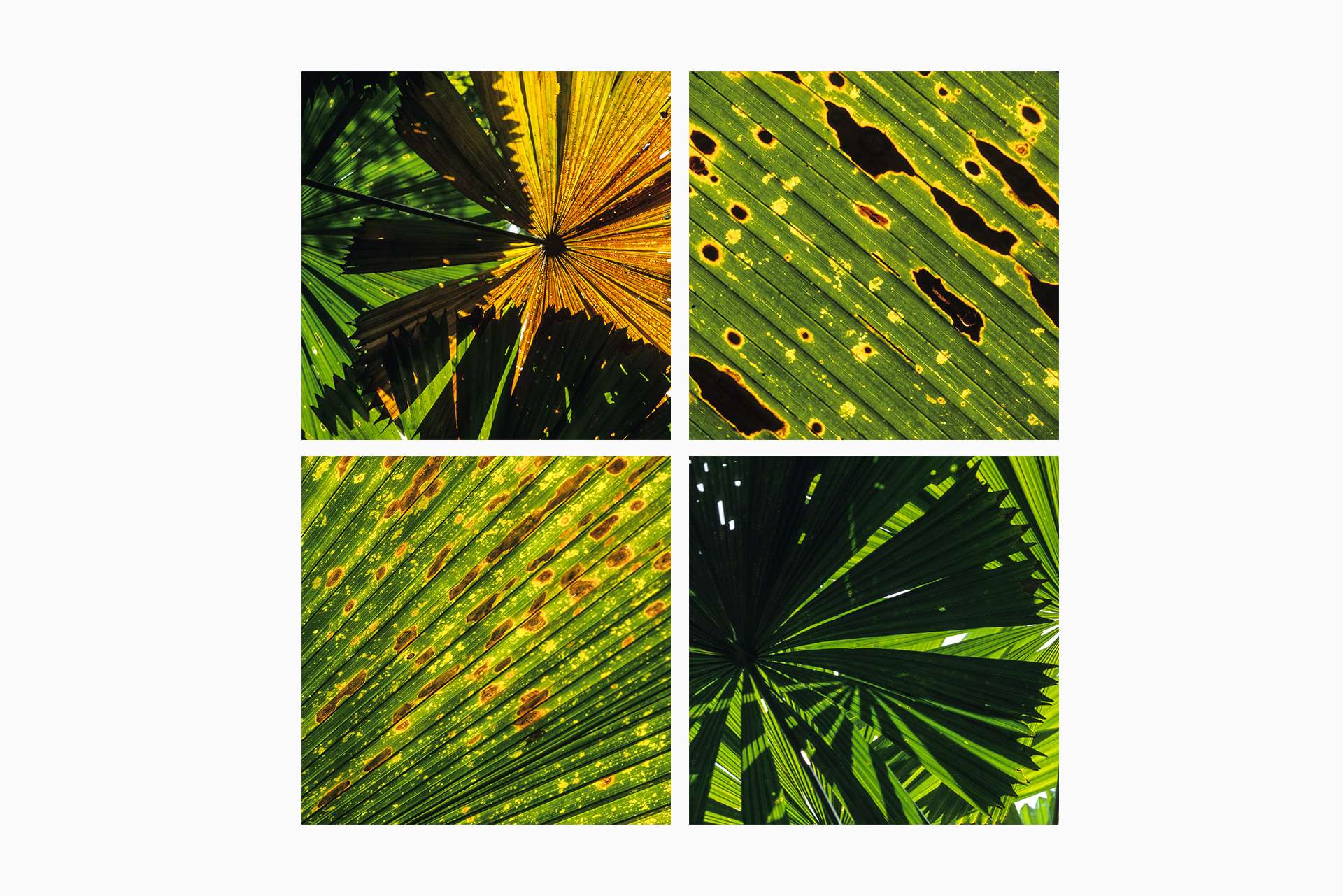 Gilles Martin's photograph of vegetation from cape Tribulation in Australia