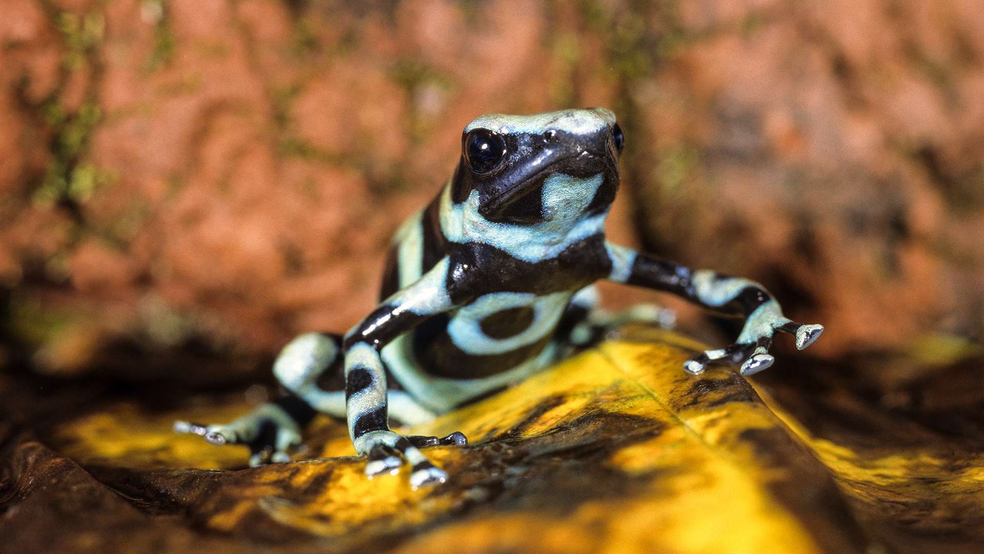 Gilles Martin's photograph of frog from Costa Rica