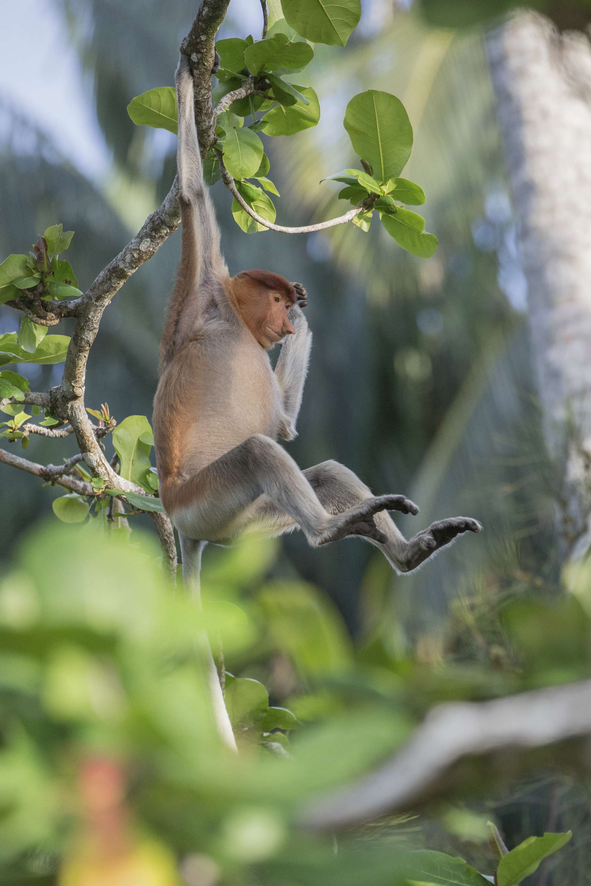 Gilles Martin's photograph of a proboscis monkey (nasalis larvatus) from Borneo