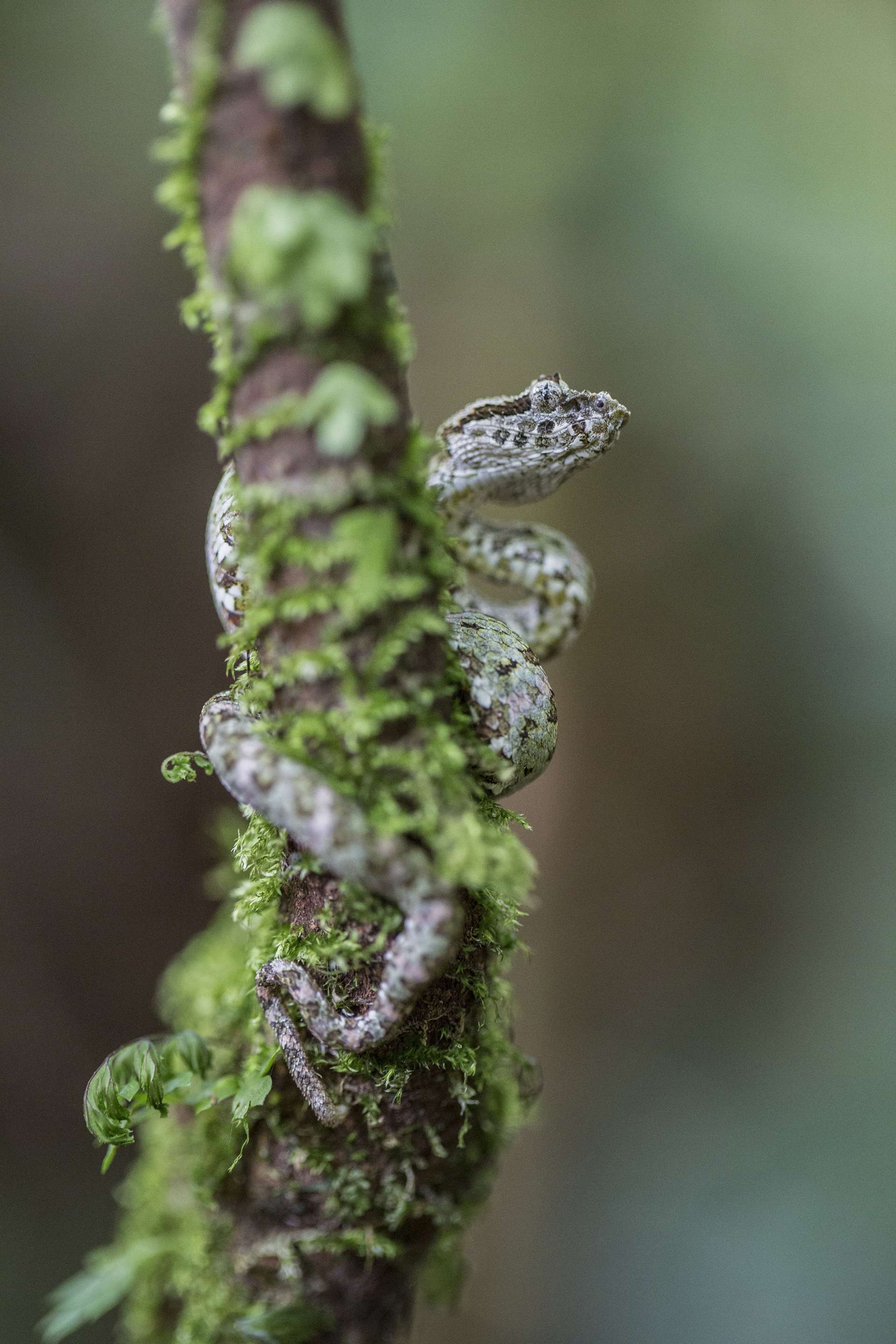 Photographie de Gilles Martin : vipère du Costa Rica