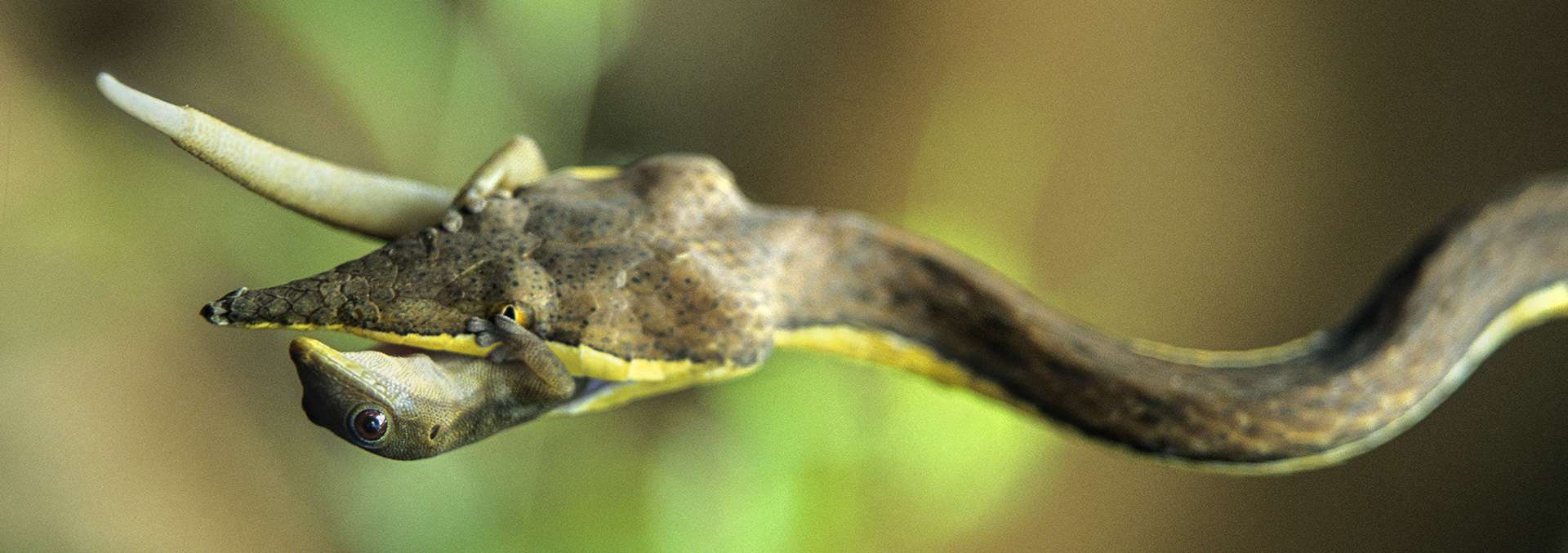 Photographie de Gilles Martin : serpent liane mangeant un lézard