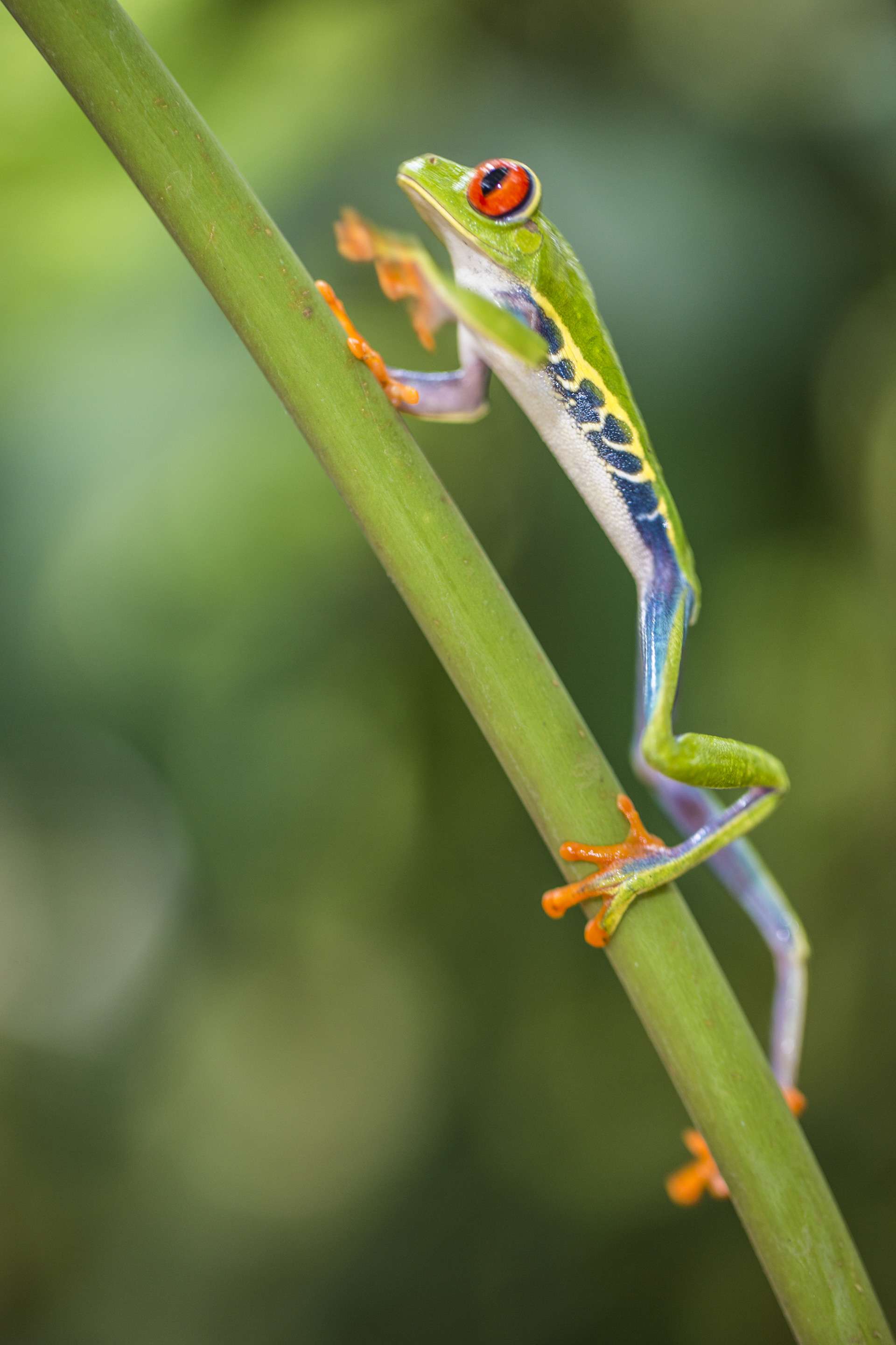 Gilles Martin's photograph : red-eyed tree frog (agalychnis callidryas) in Costa Rica