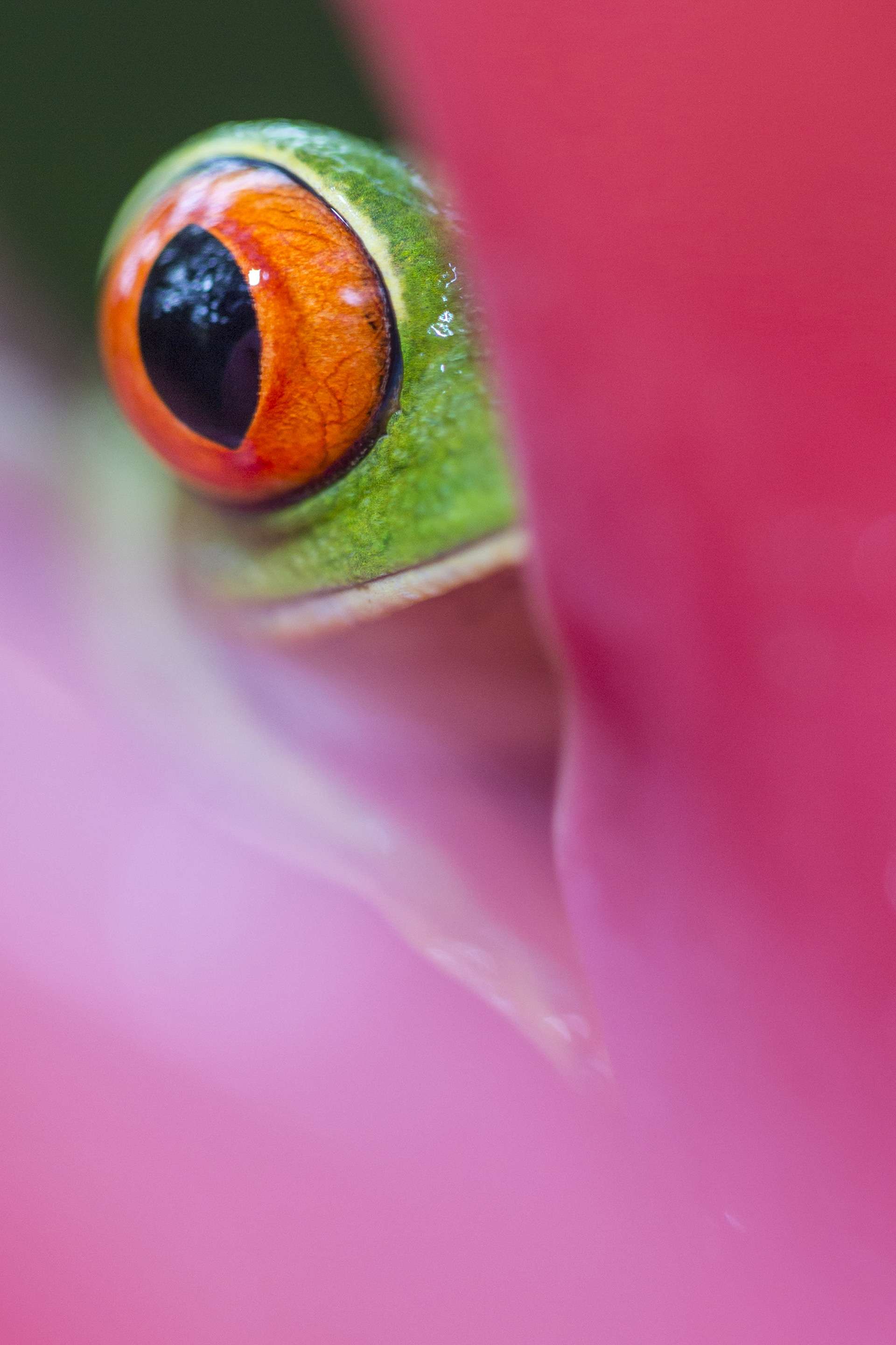 Photographie de Gilles Martin : rainette aux yeux rouges (agalychnis callidryas) du Costa Rica