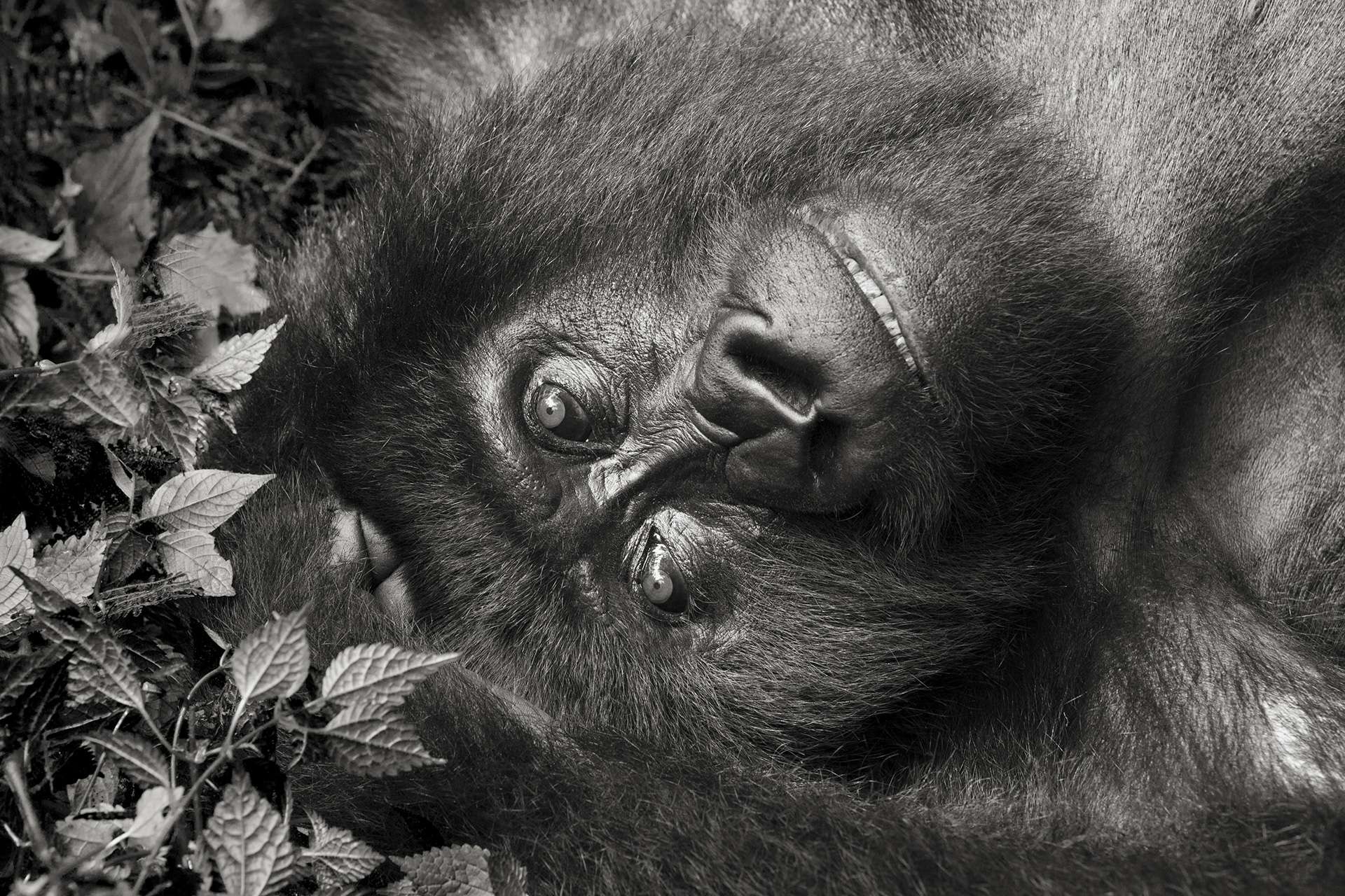 Gilles Martin's photograph of a gorilla from Rwanda