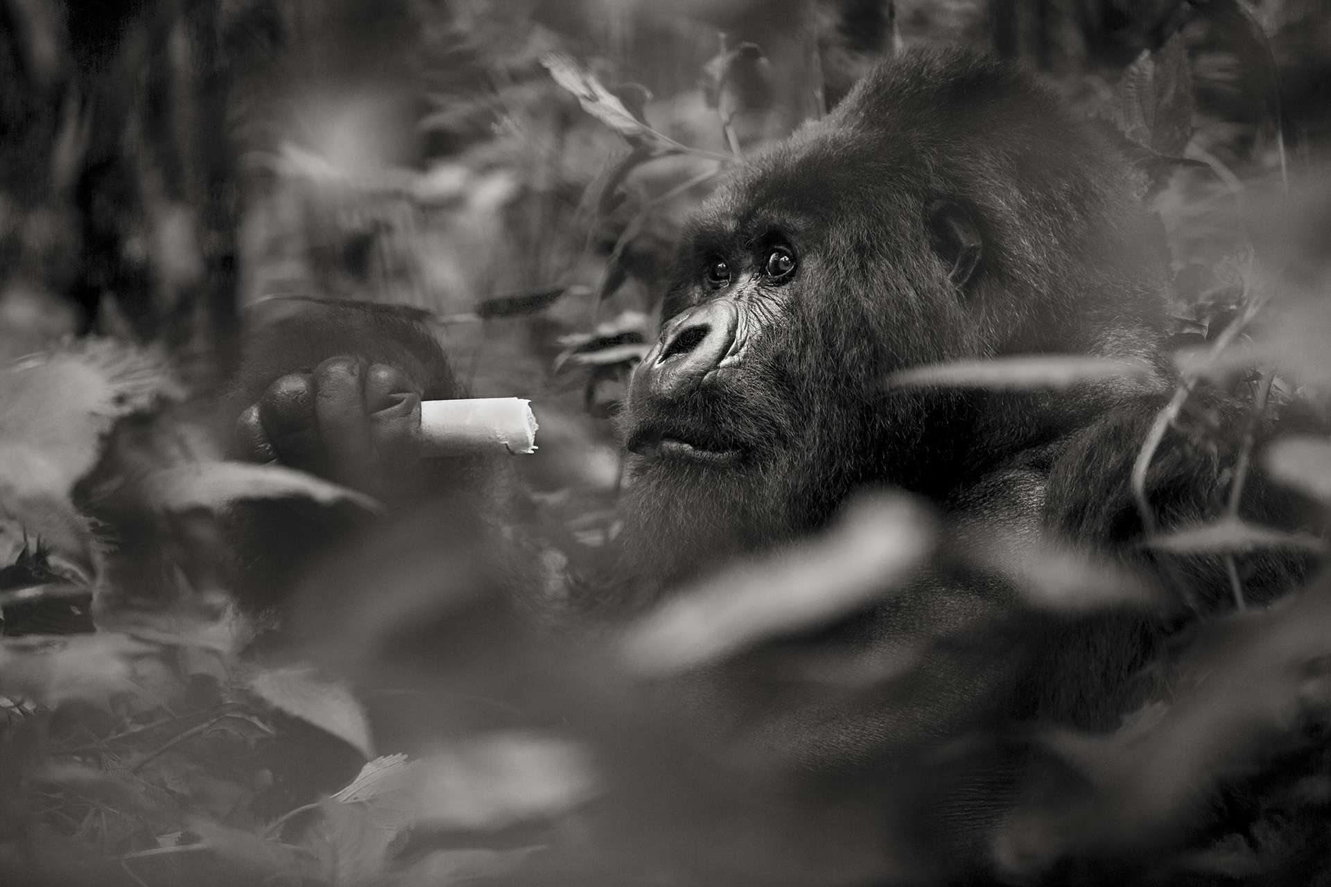 Photographie de Gilles Martin d'un gorille de montagne du Rwanda