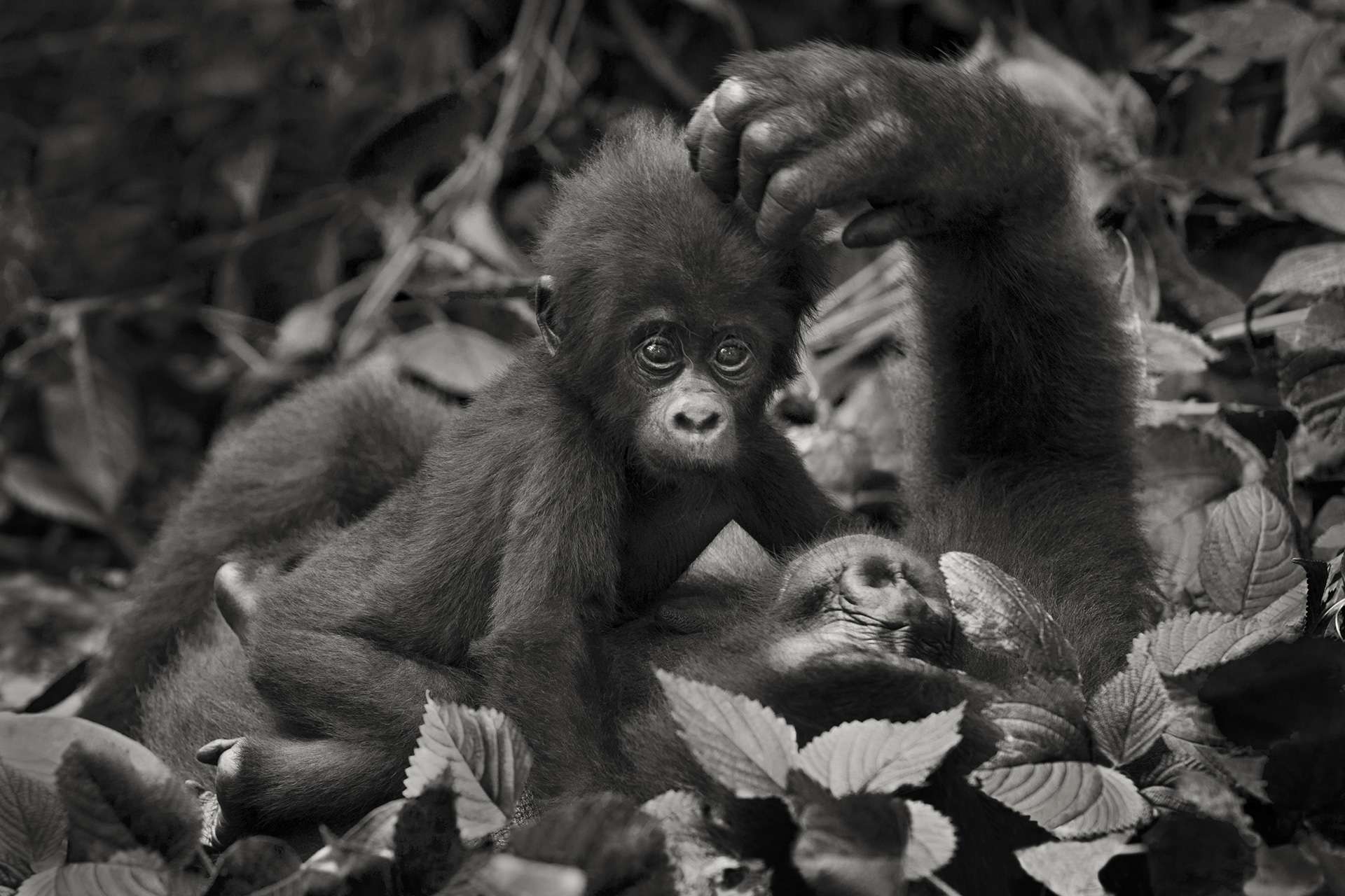 Photographie de Gilles Martin d'un gorille de montagne du Rwanda