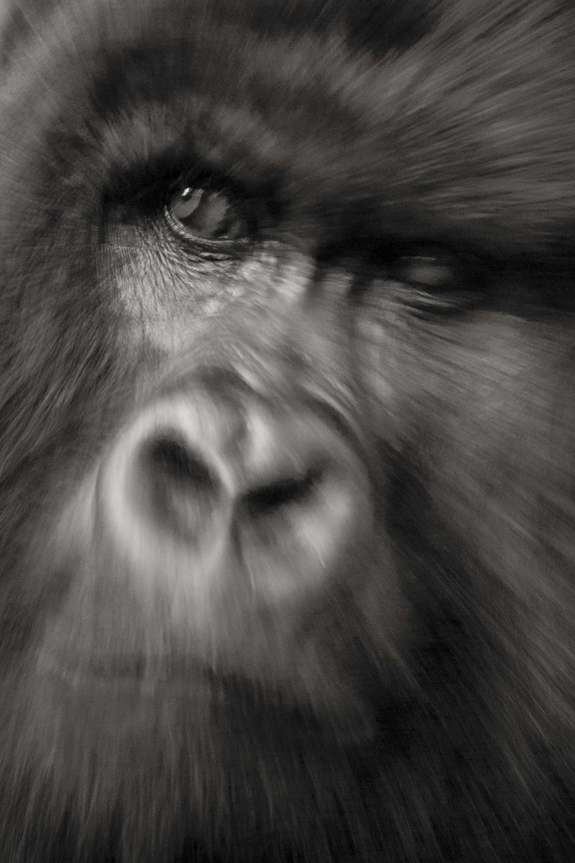 Gilles Martin's photograph of a gorilla from Uganda