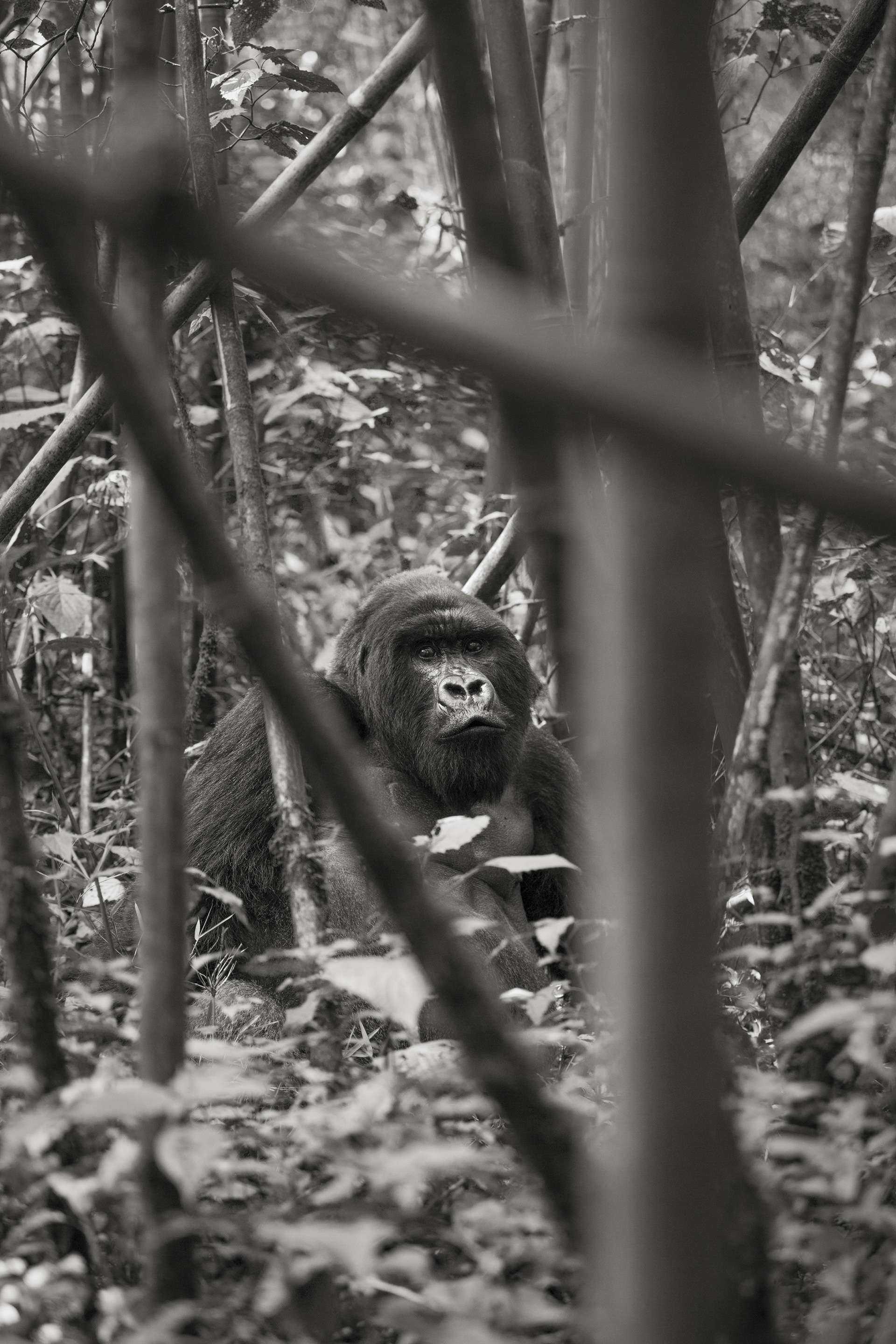 Photographie de Gilles Martin d'un gorille de montagne du Rwanda