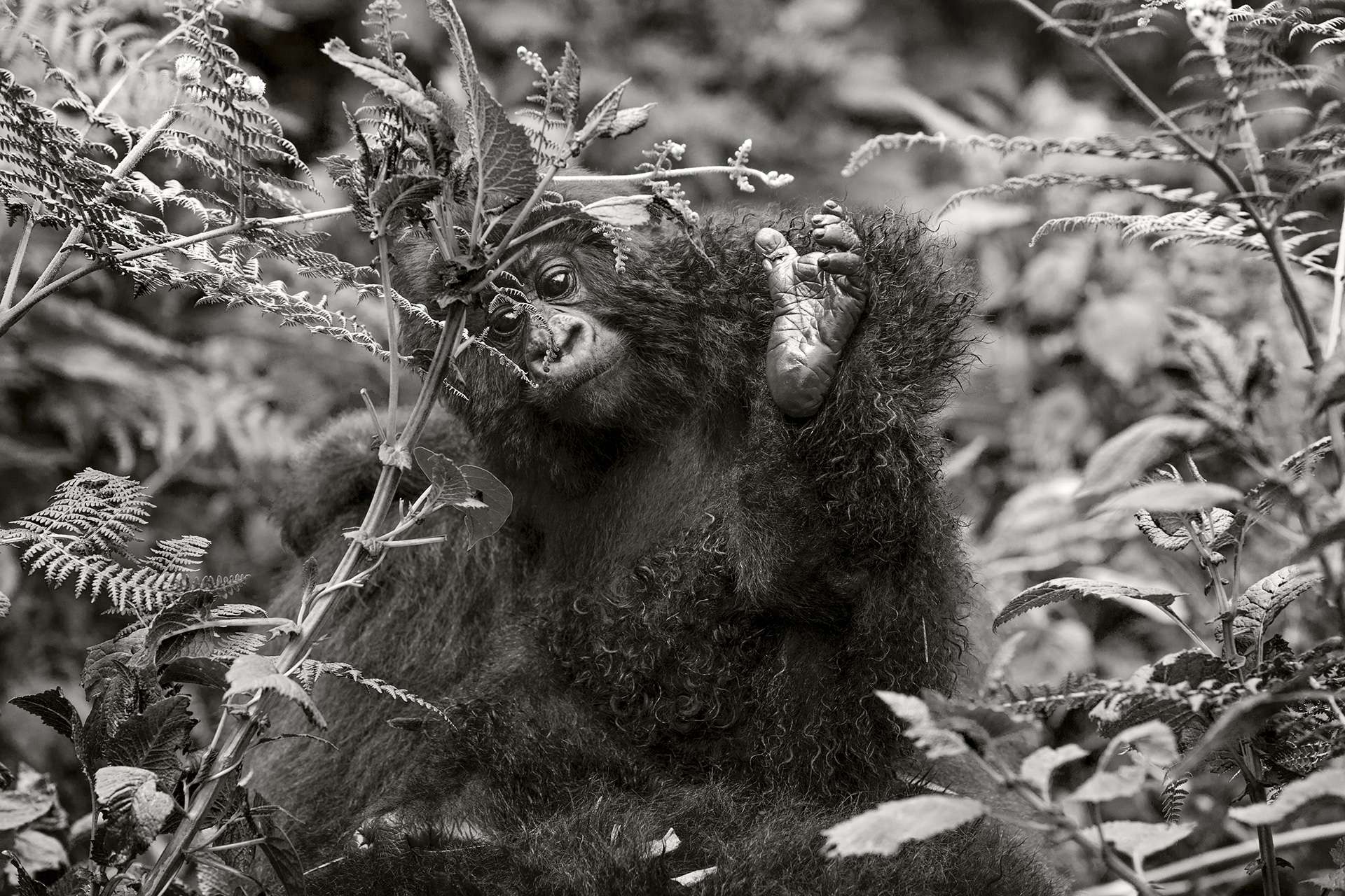 Photographie de Gilles Martin d'un gorille de montagne du Rwanda